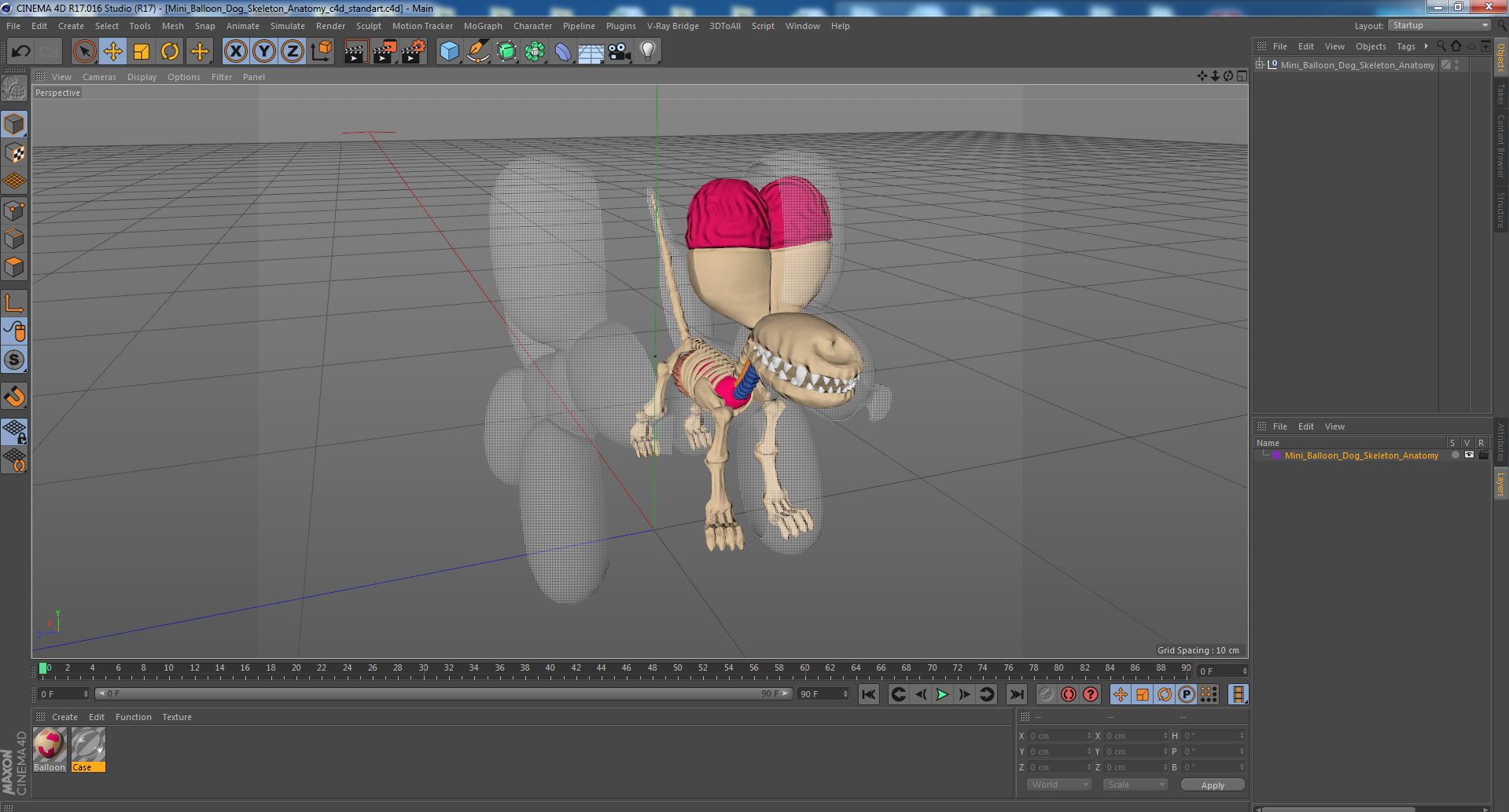 3D Mini Balloon Dog Skeleton Anatomy model