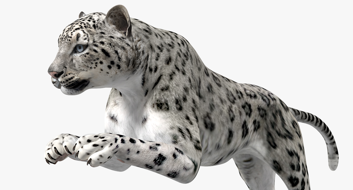 Snow Leopard Rigged 3D model