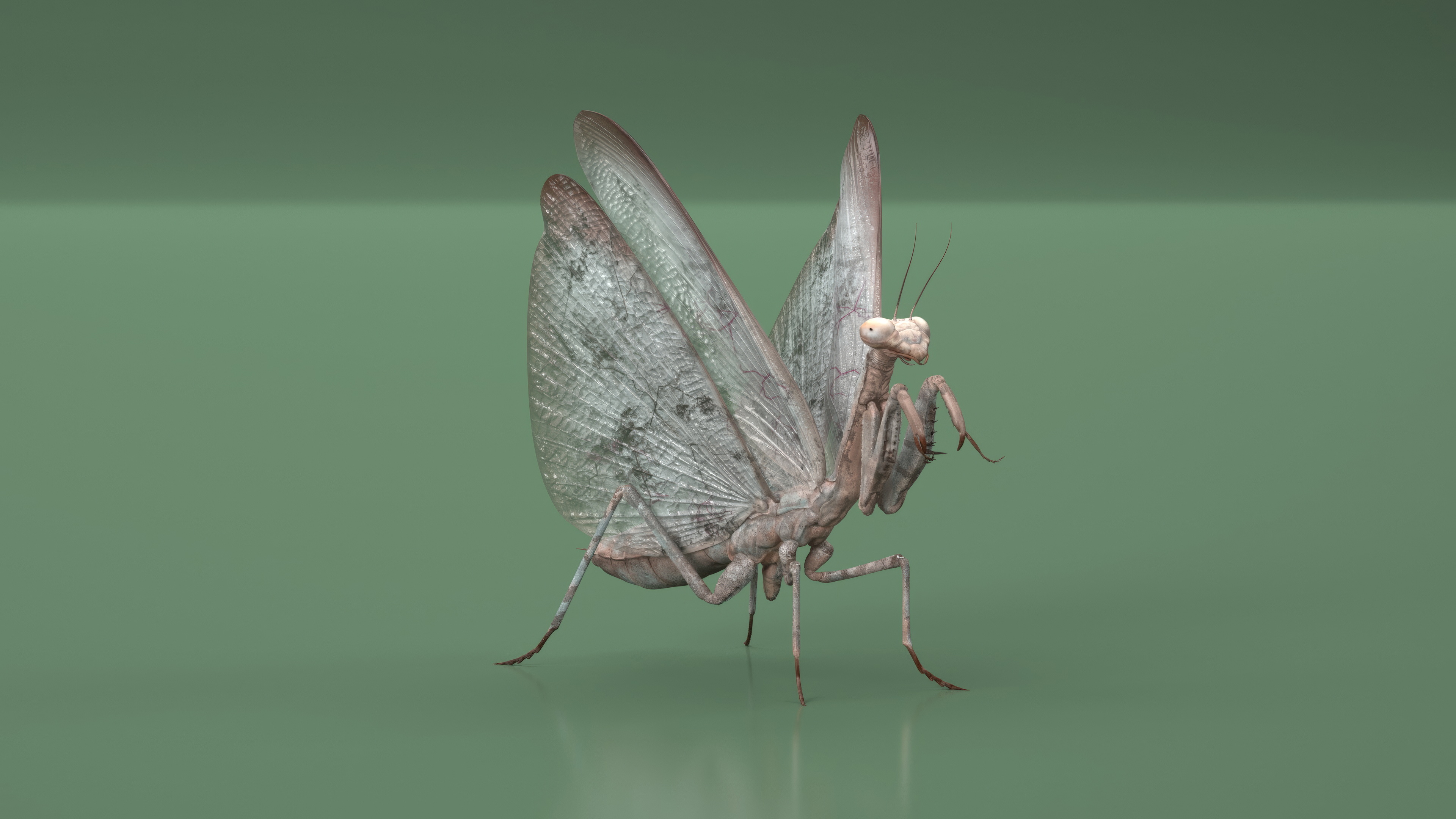 3D model Praying Mantis Insect Fur