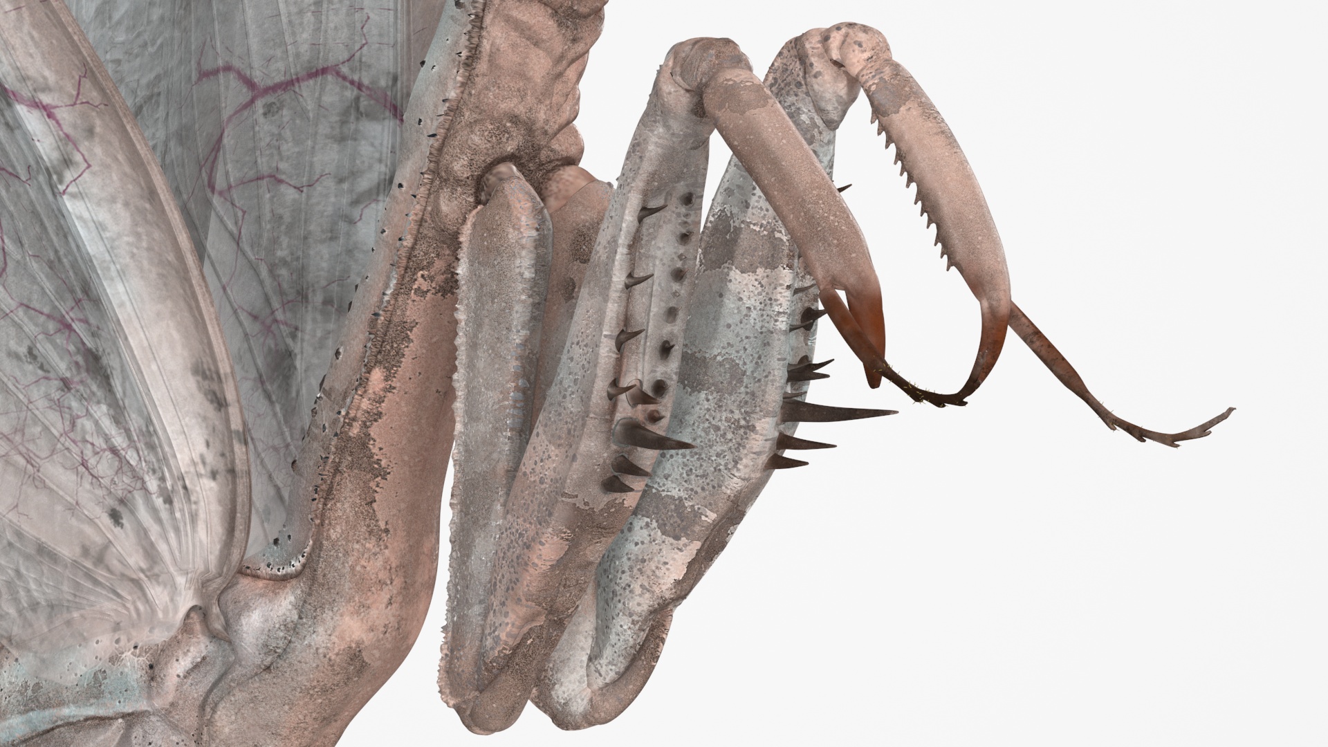 3D model Praying Mantis Insect Fur