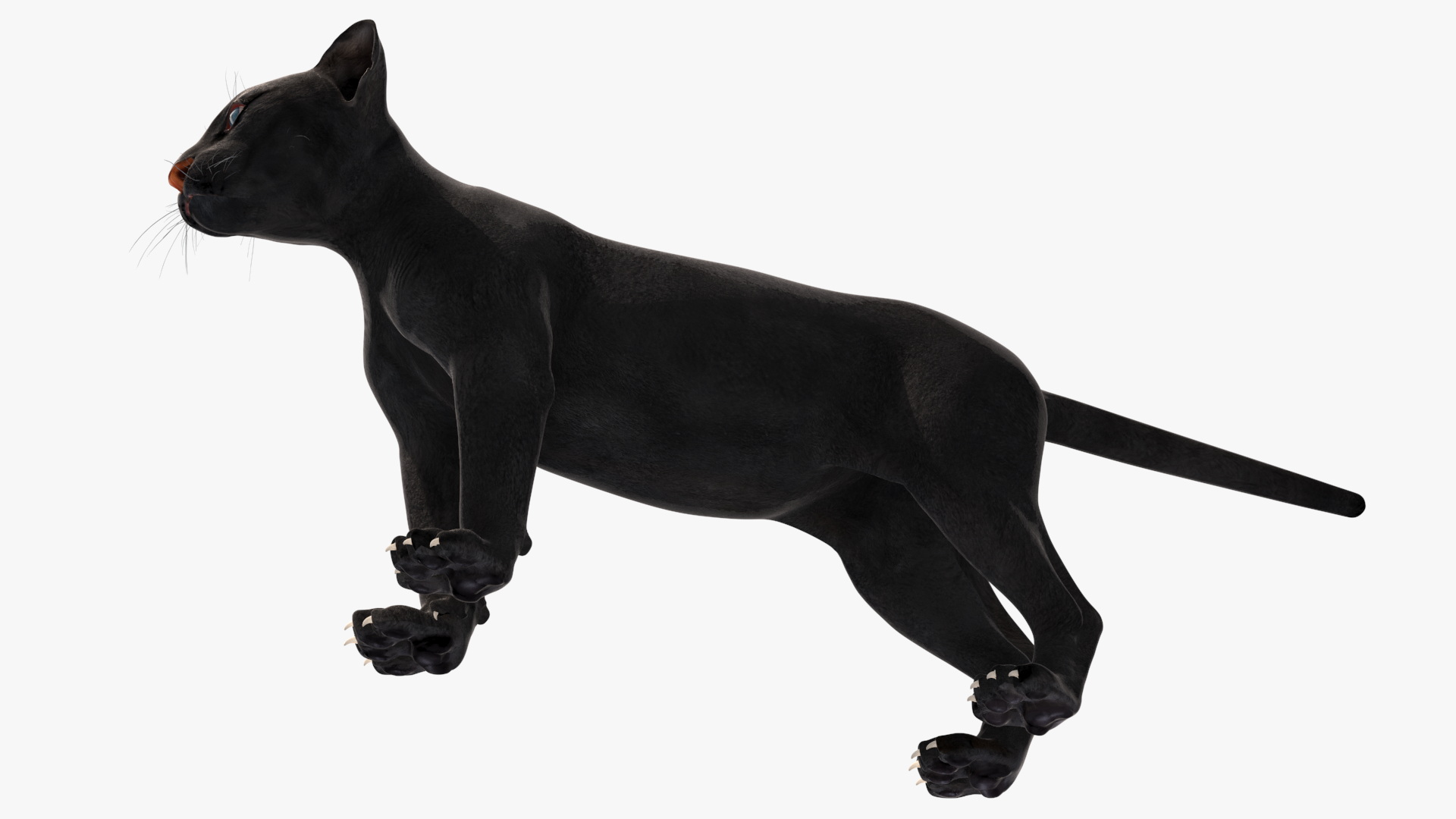 Black Panther Cub Rigged 3D model