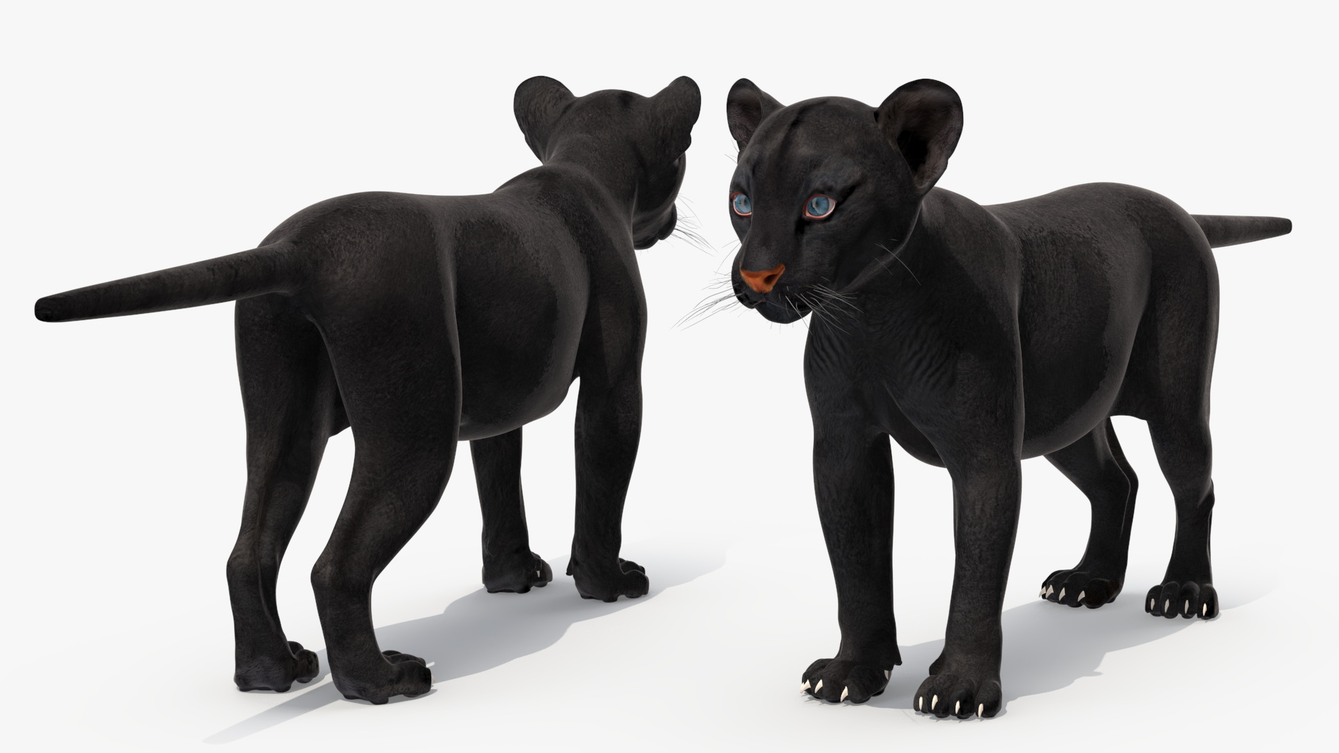 Black Panther Cub Rigged 3D model