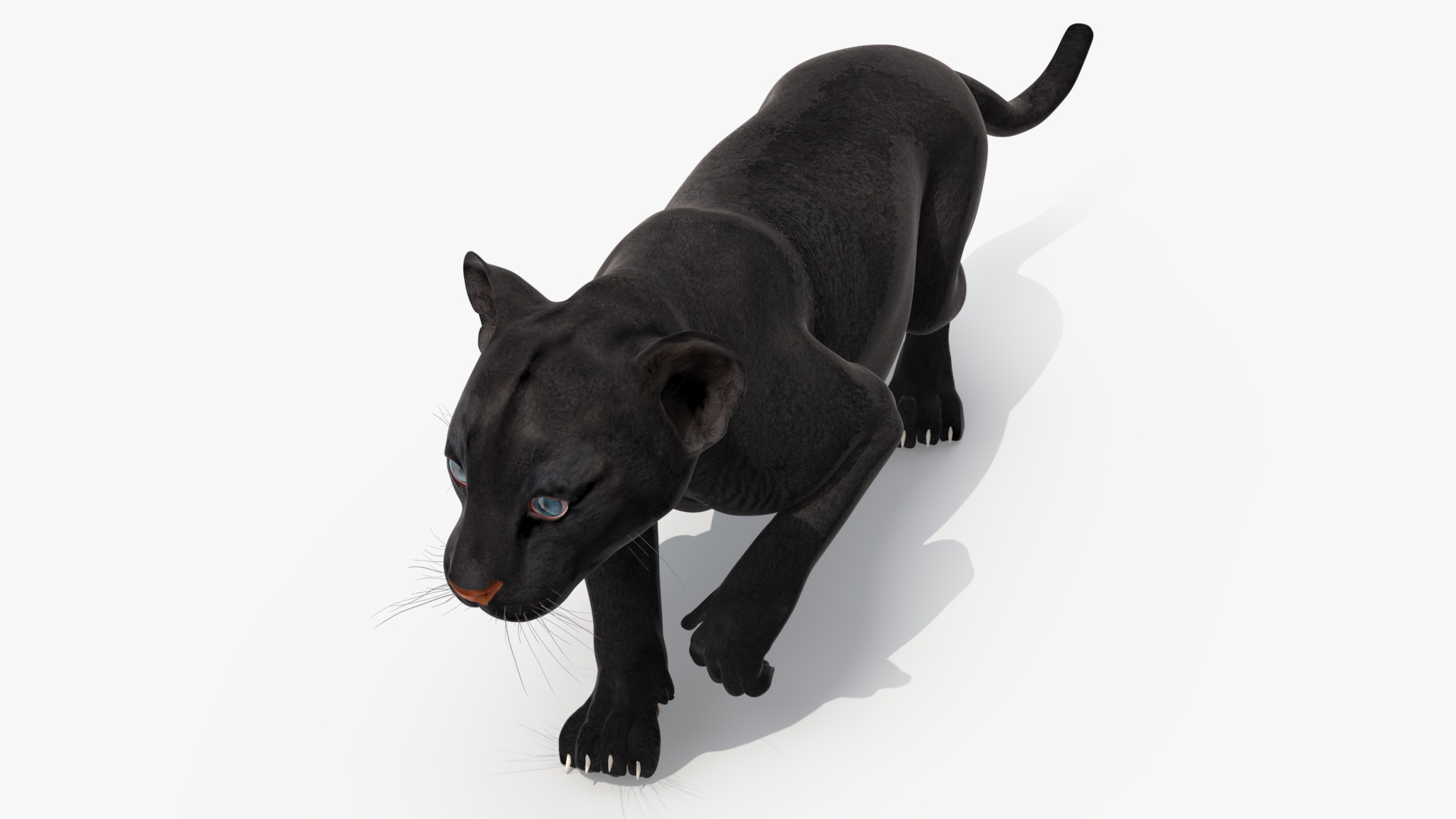 Black Panther Cub Rigged 3D model