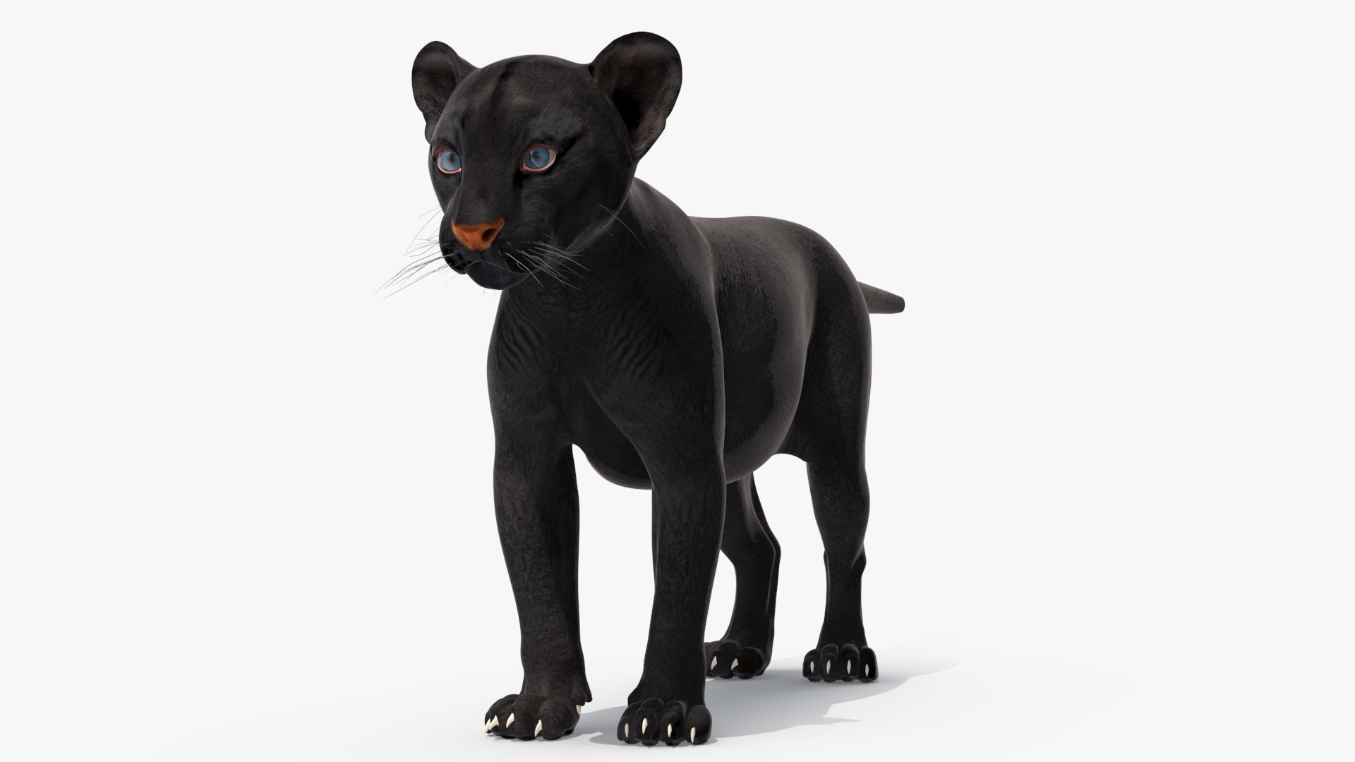 Black Panther Cub Rigged 3D model