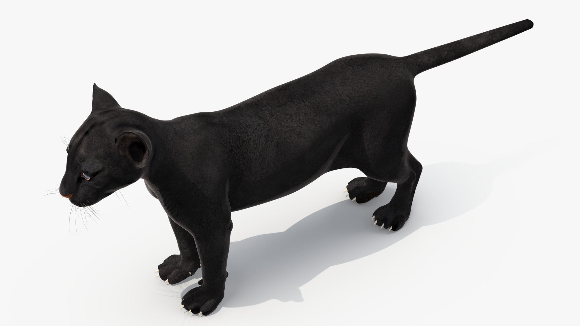 Black Panther Cub Rigged 3D model
