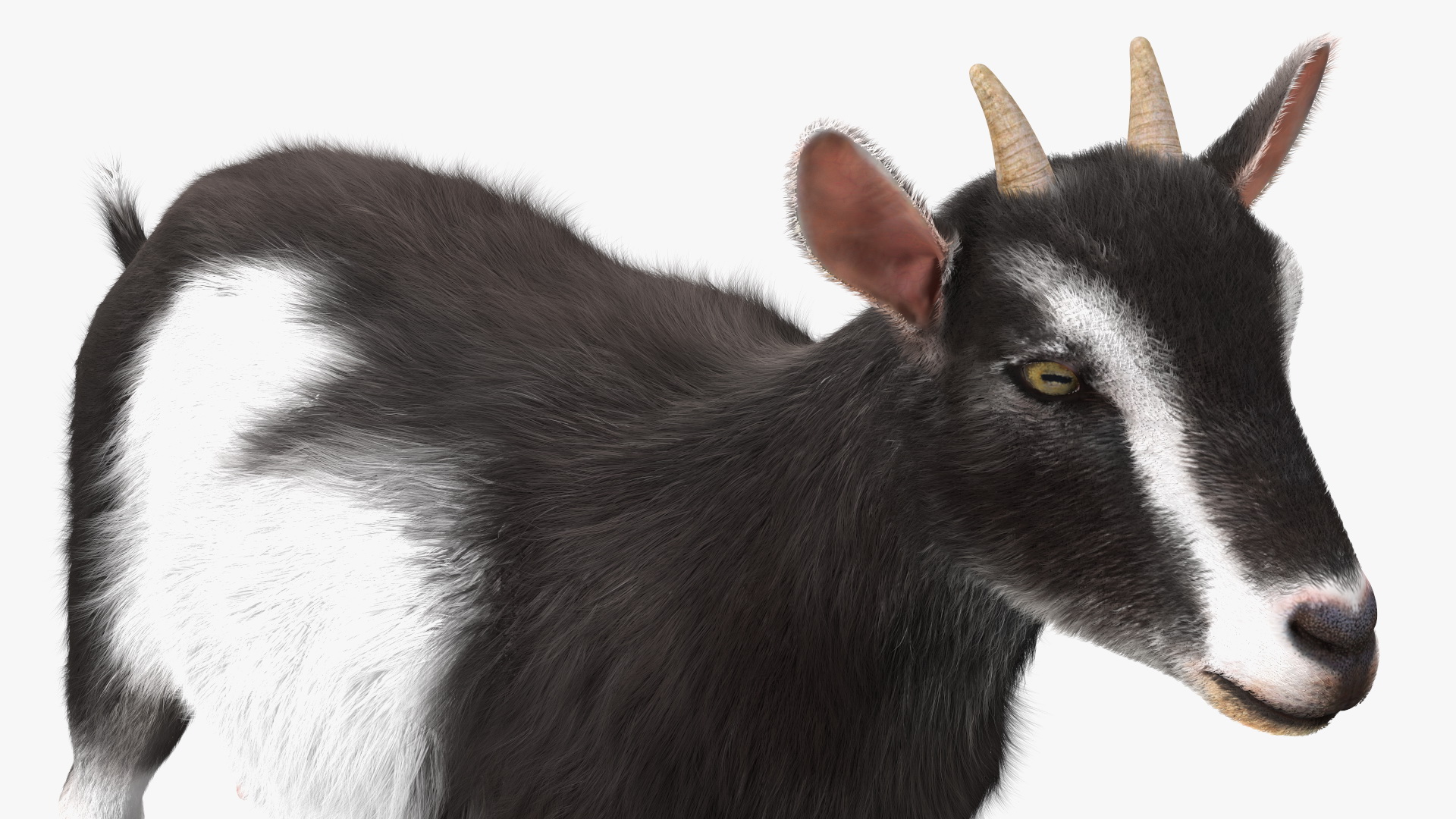 Domestic Goat Fur 3D