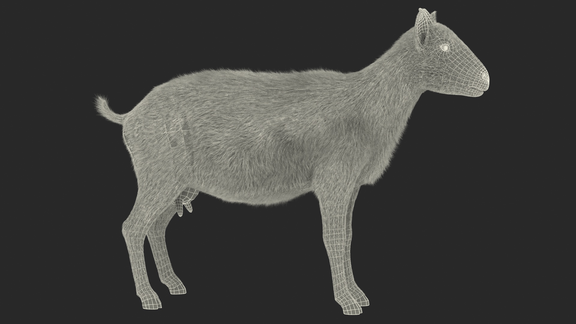 Domestic Goat Fur 3D