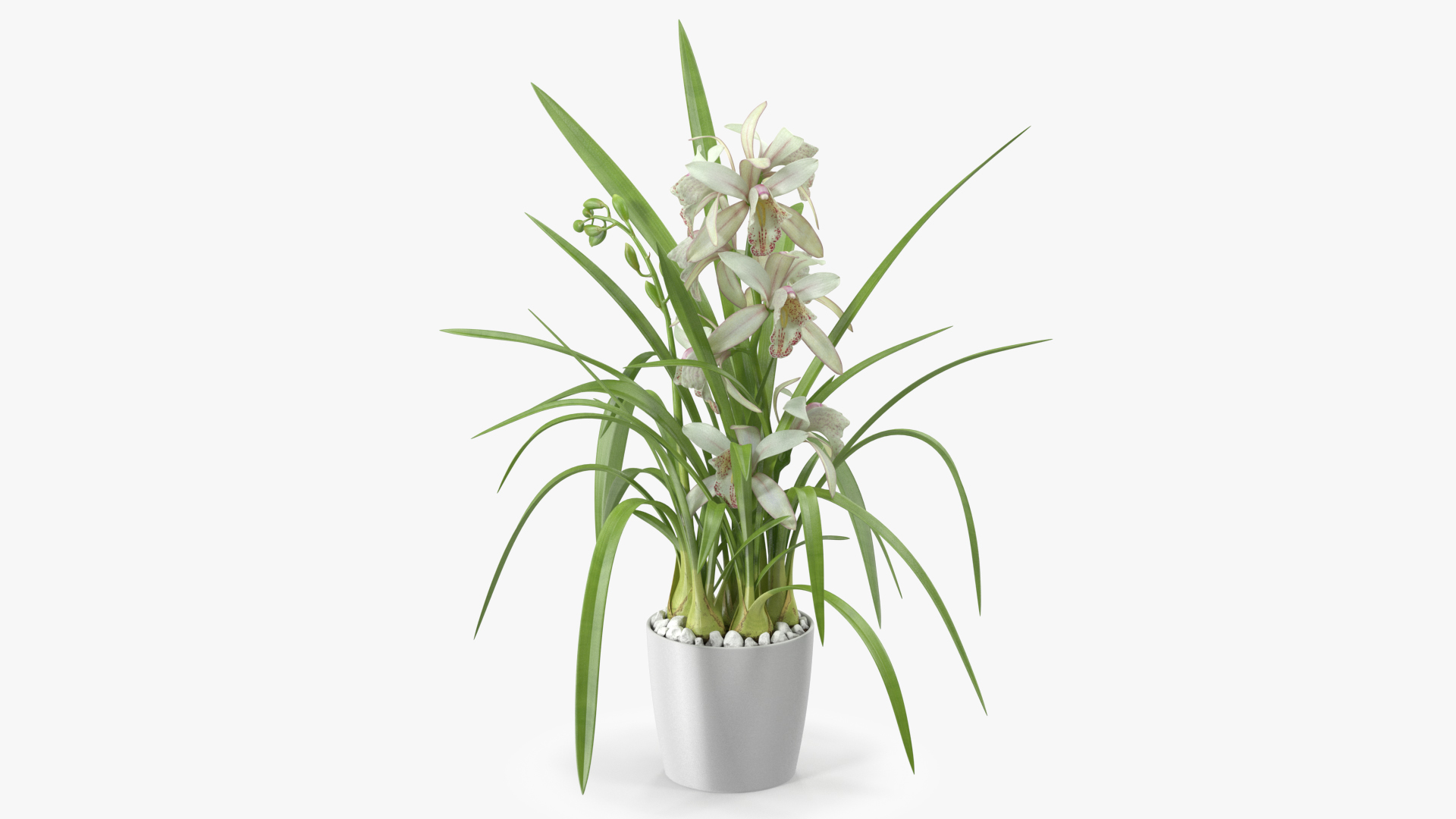 White Orchid Flower Pot Fur 3D