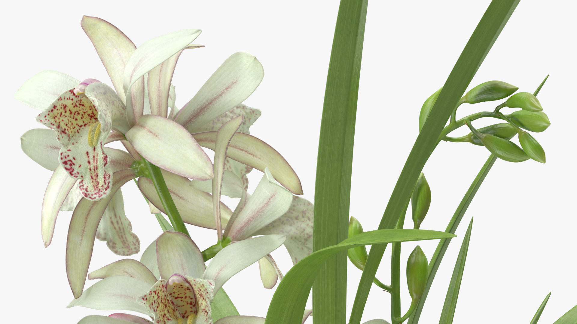 White Orchid Flower Pot Fur 3D