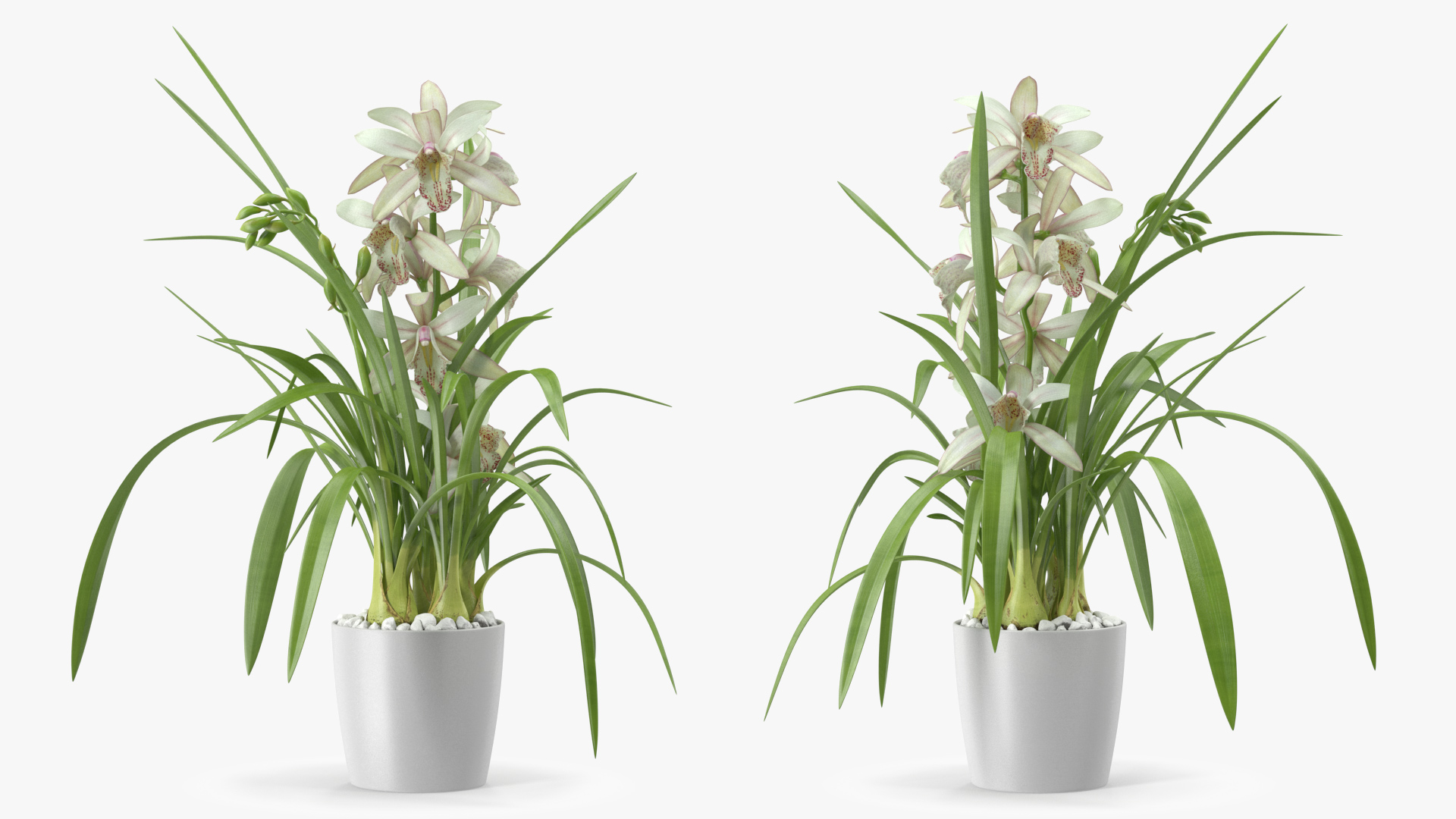 White Orchid Flower Pot Fur 3D