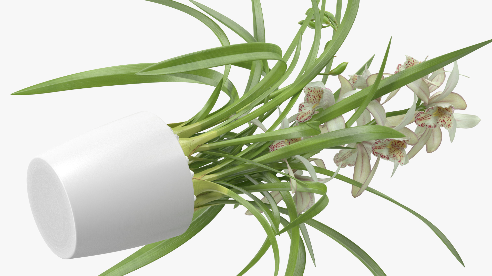 White Orchid Flower Pot Fur 3D