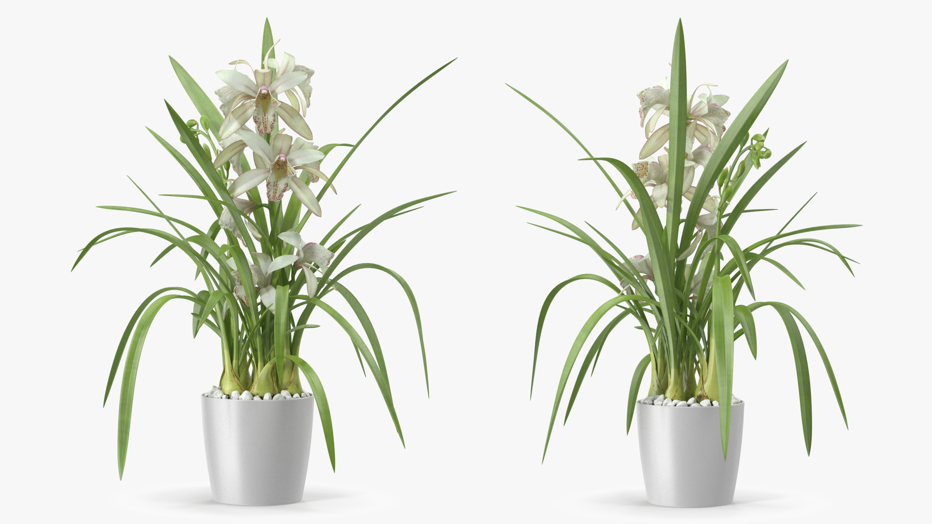 White Orchid Flower Pot Fur 3D