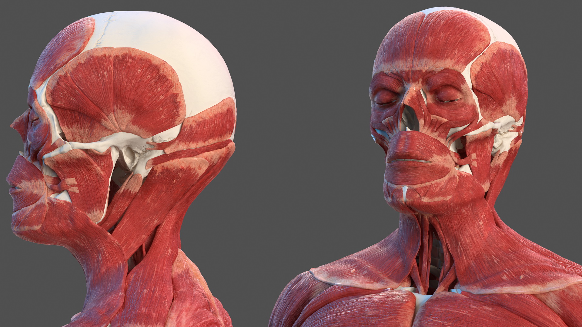 3D Male Skeleton Muscular System and Skin model