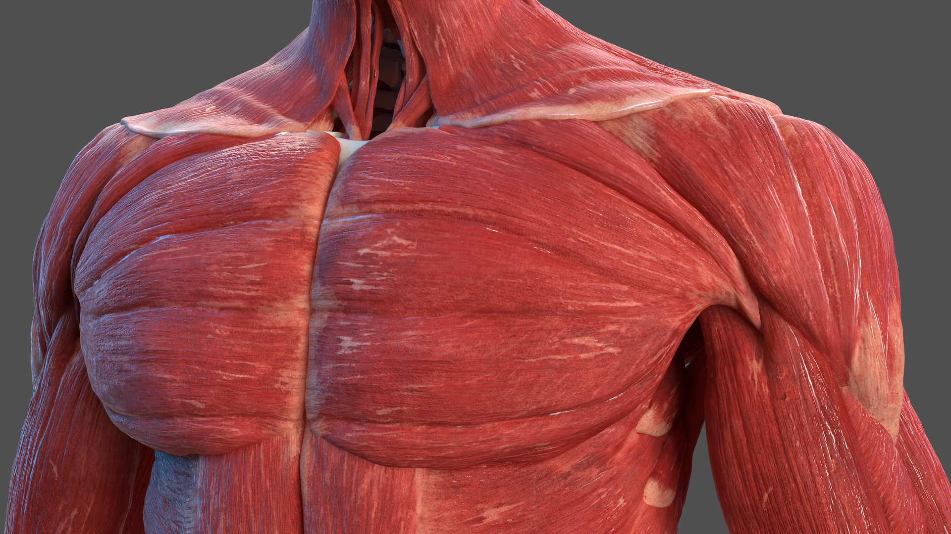 3D Male Skeleton Muscular System and Skin model