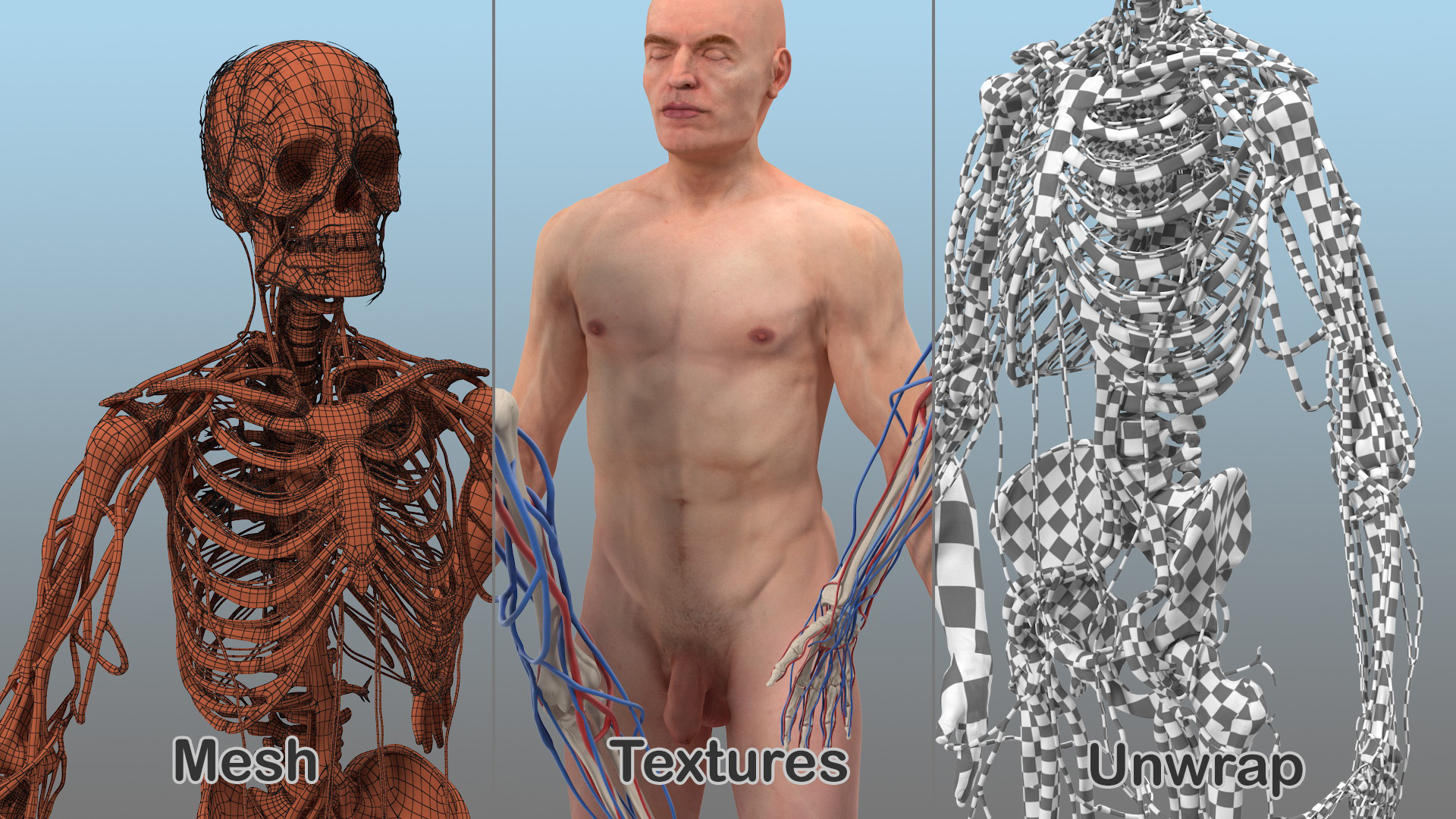 3D Male Skeleton Muscular System and Skin model