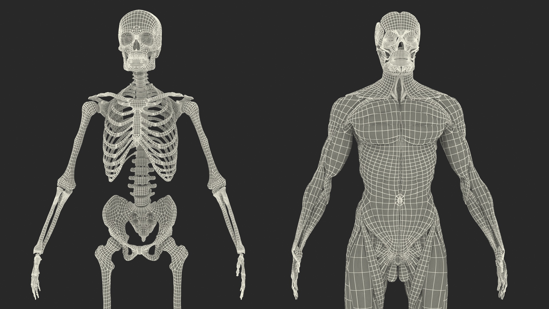 3D Male Skeleton Muscular System and Skin model