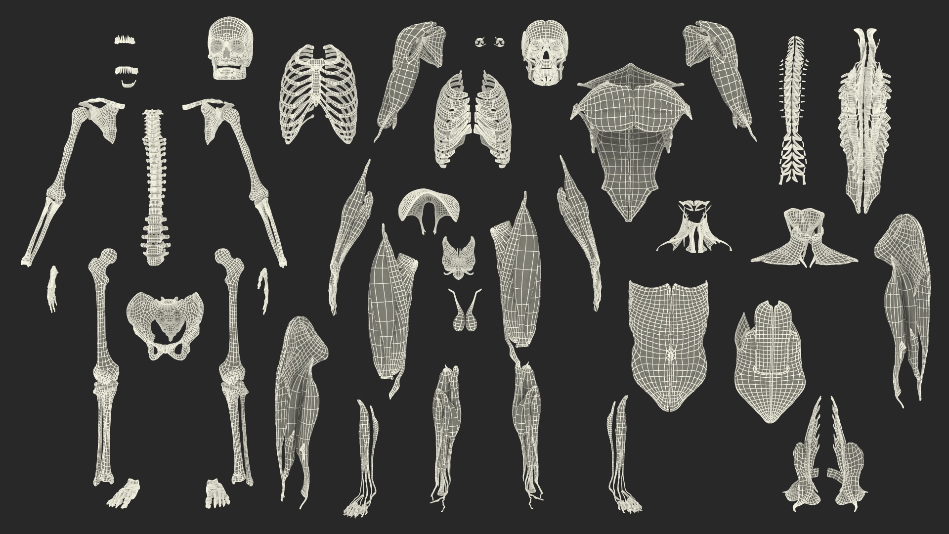 3D Male Skeleton Muscular System and Skin model