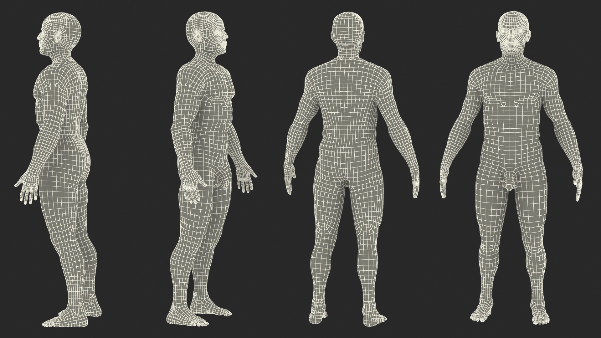 3D Male Skeleton Muscular System and Skin model