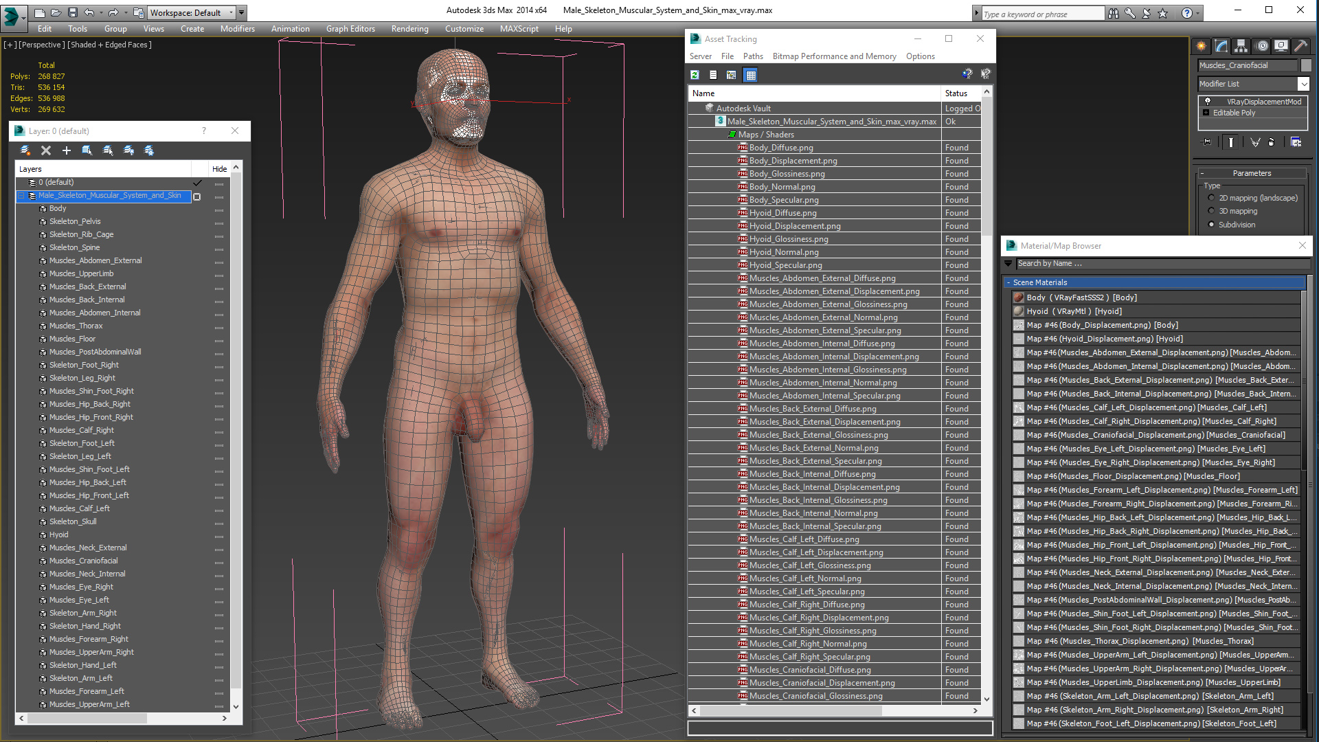 3D Male Skeleton Muscular System and Skin model