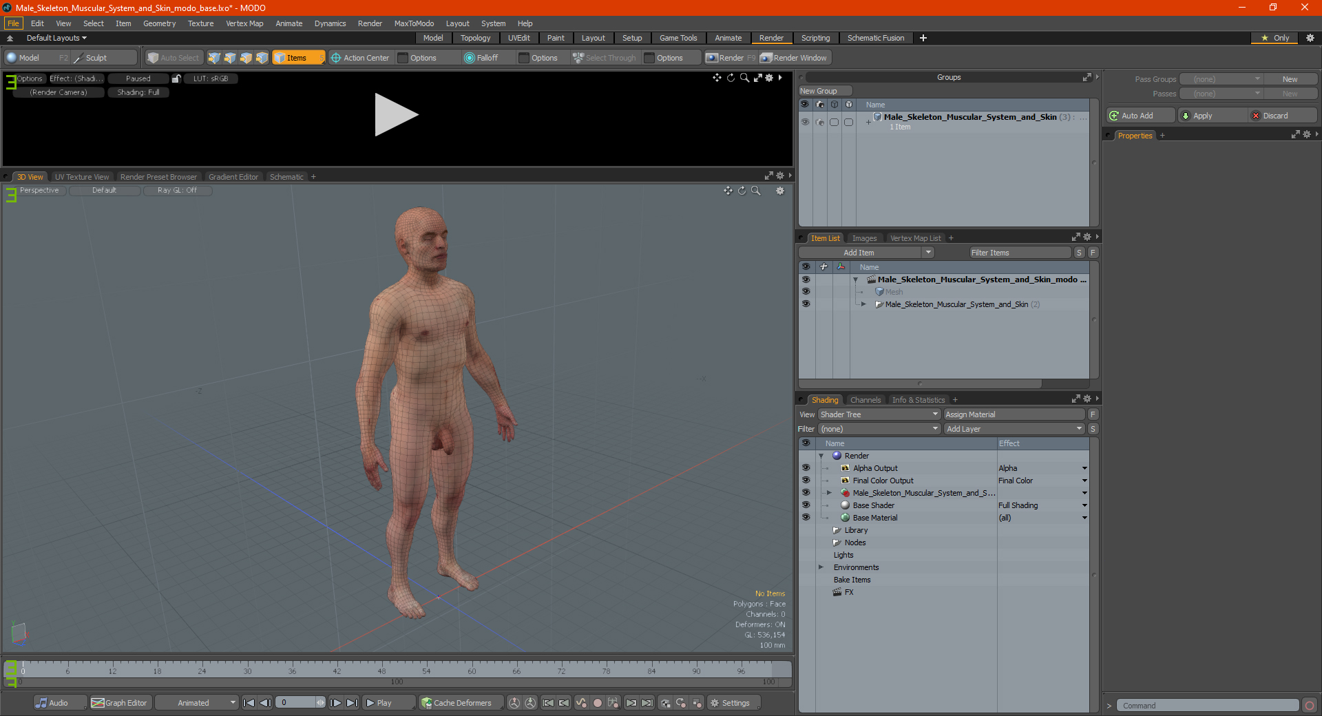 3D Male Skeleton Muscular System and Skin model