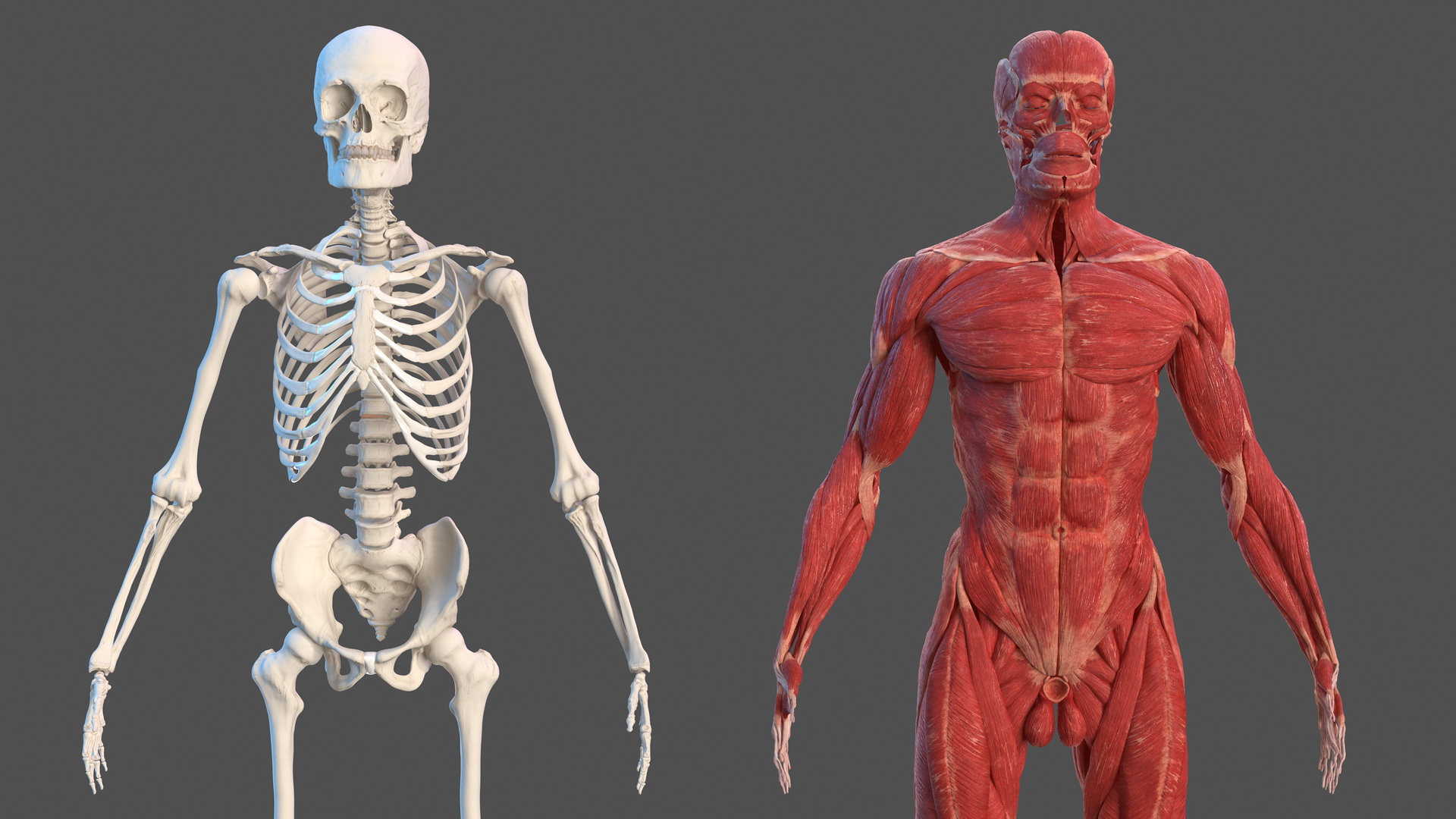 3D Male Skeleton Muscular System and Skin model
