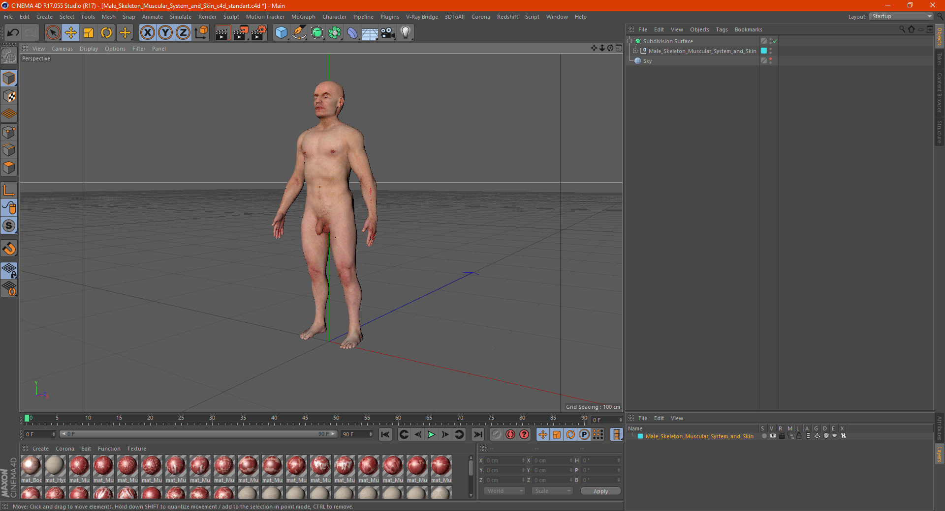 3D Male Skeleton Muscular System and Skin model