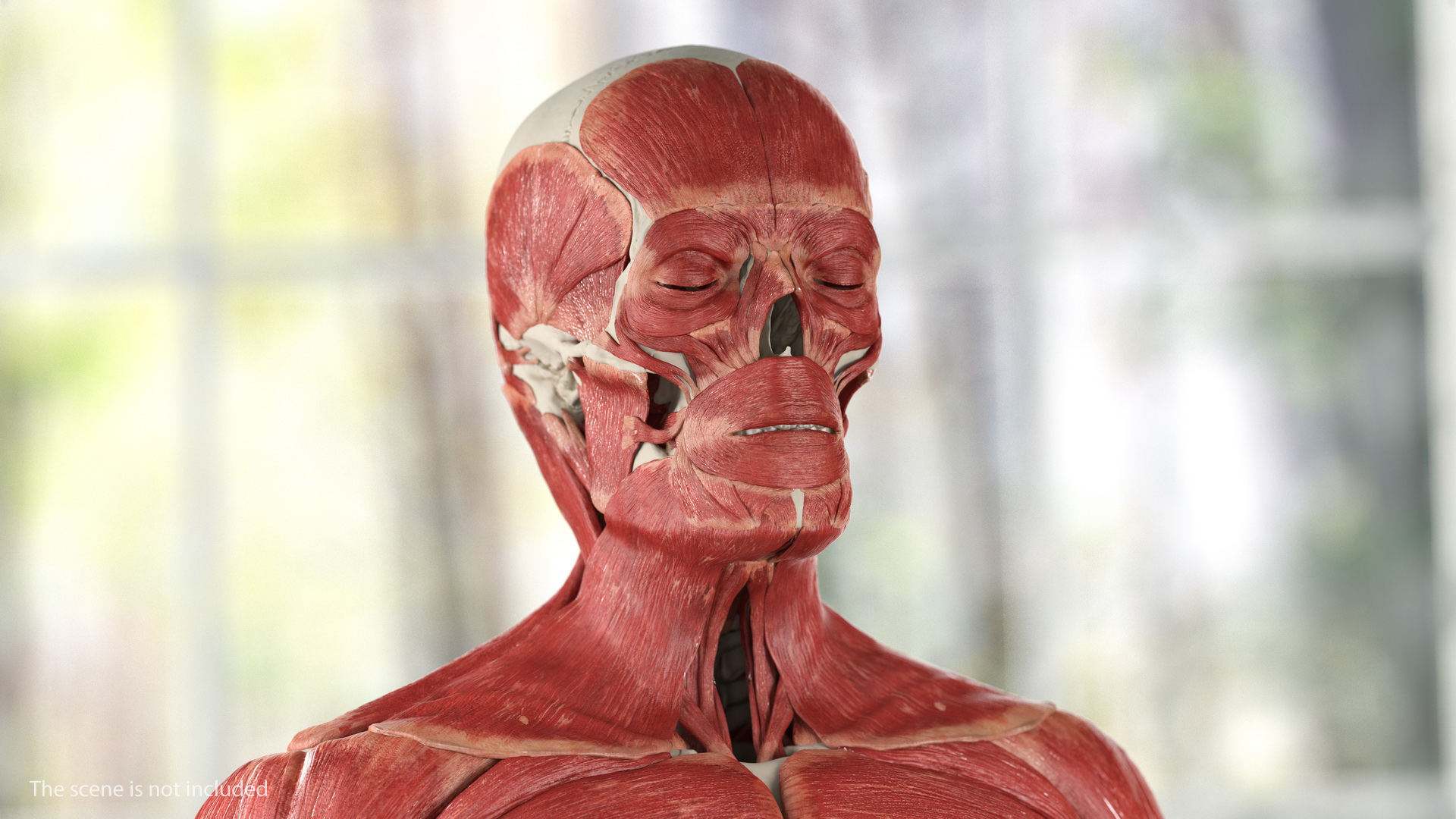 3D Male Skeleton Muscular System and Skin model
