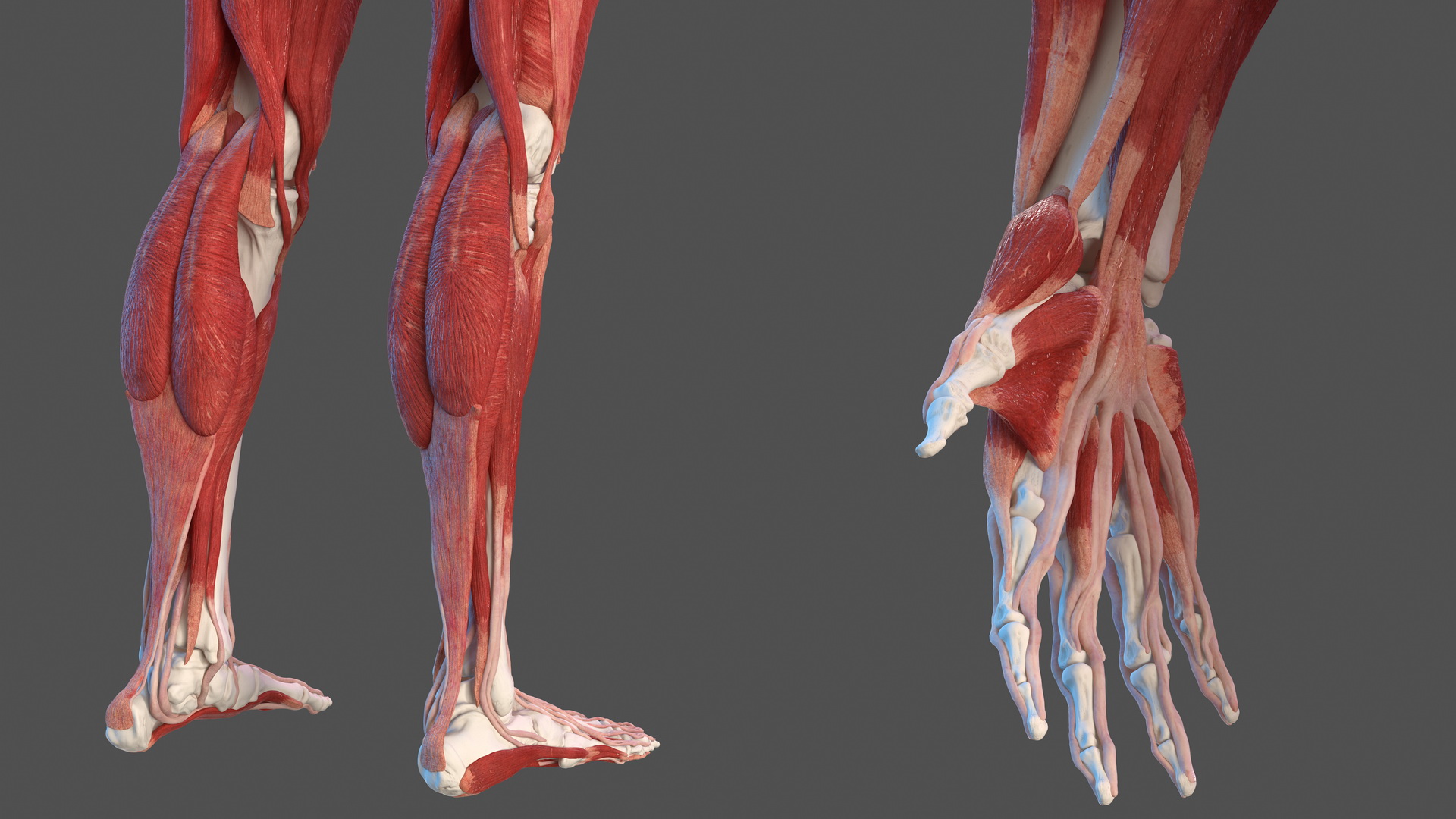3D Male Skeleton Muscular System and Skin model