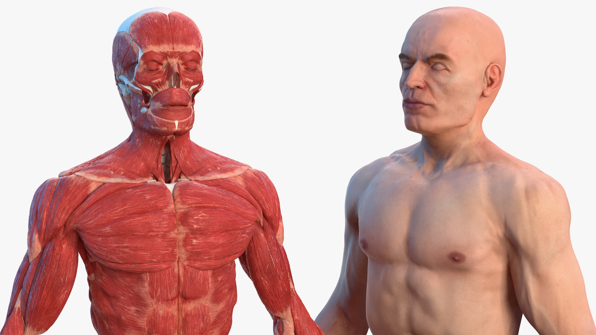 3D Male Skeleton Muscular System and Skin model
