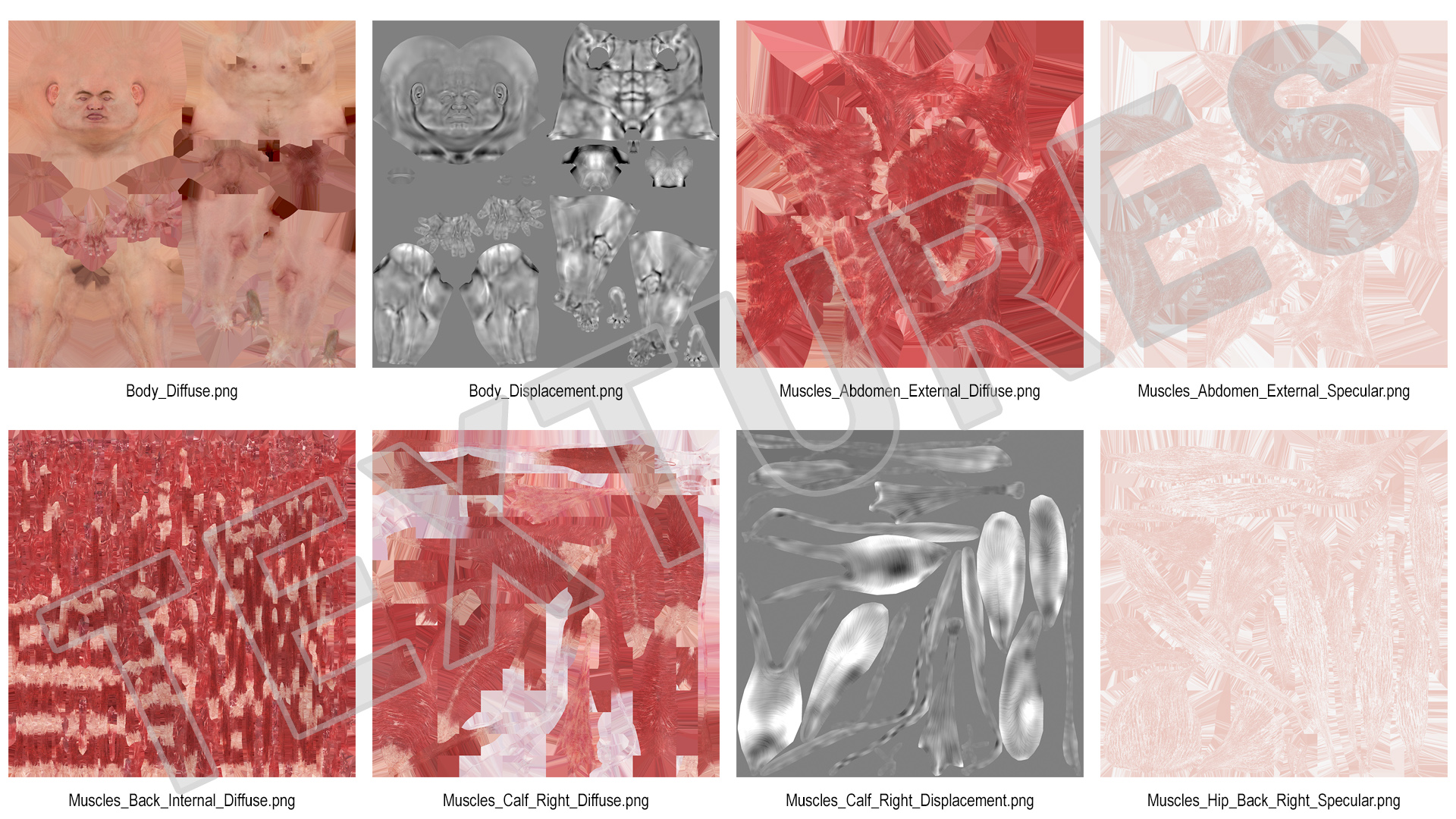 3D Male Skeleton Muscular System and Skin model
