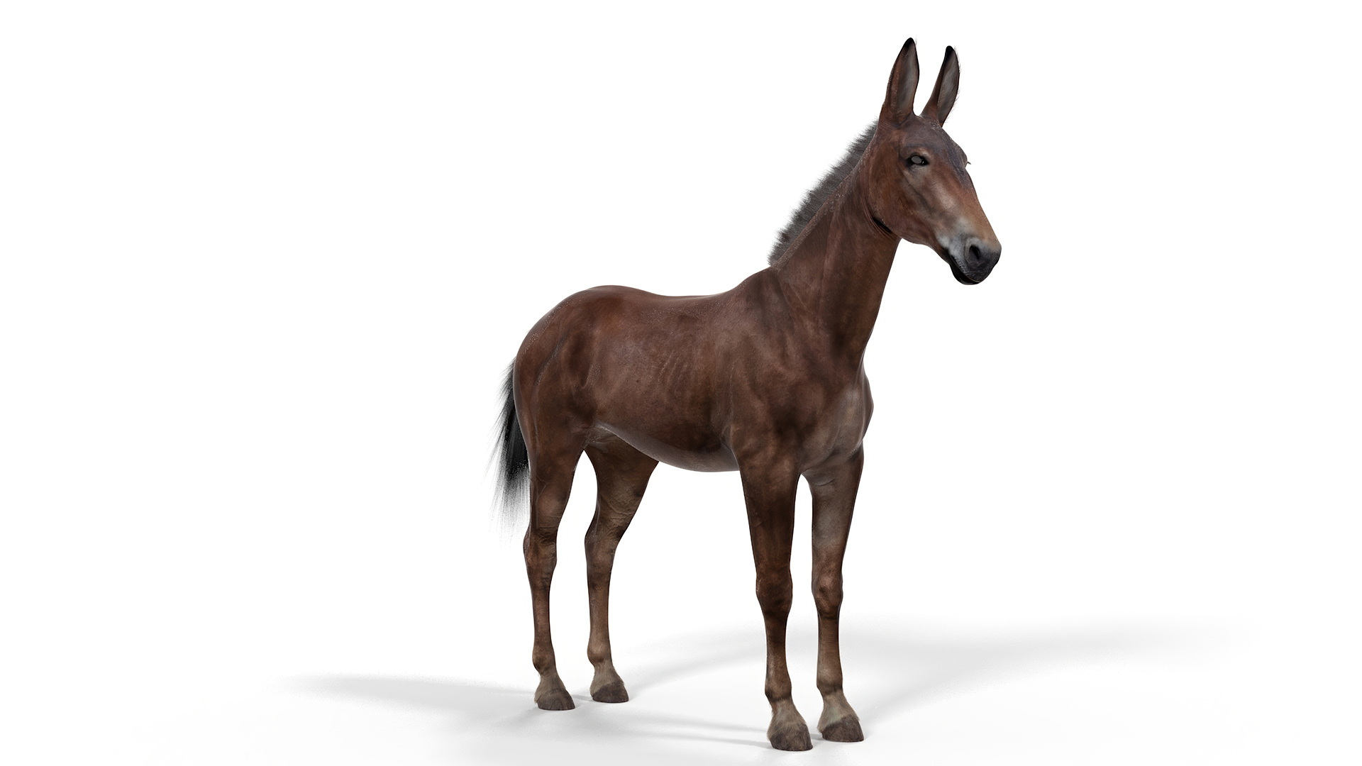 Bay Mule Fur 3D