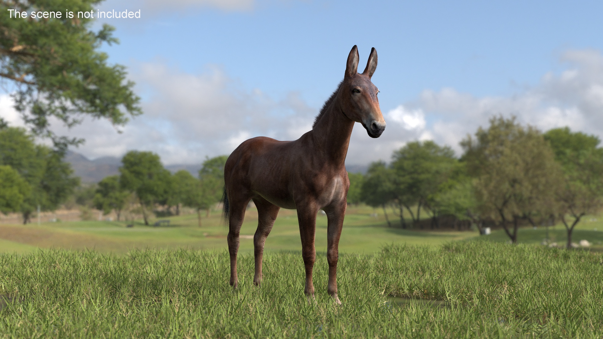 Bay Mule Fur 3D