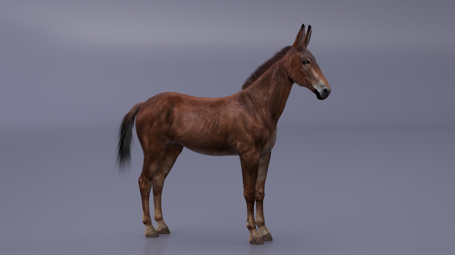 Bay Mule Fur 3D