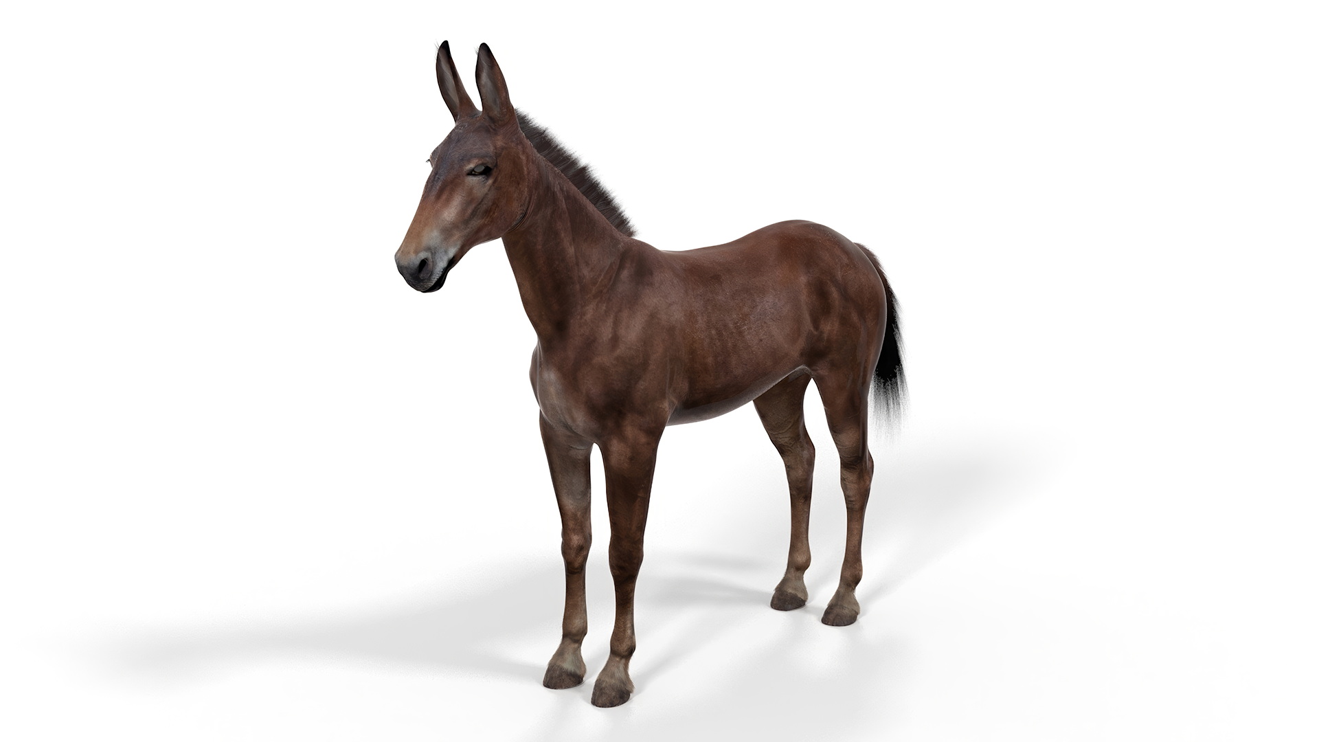 Bay Mule Fur 3D