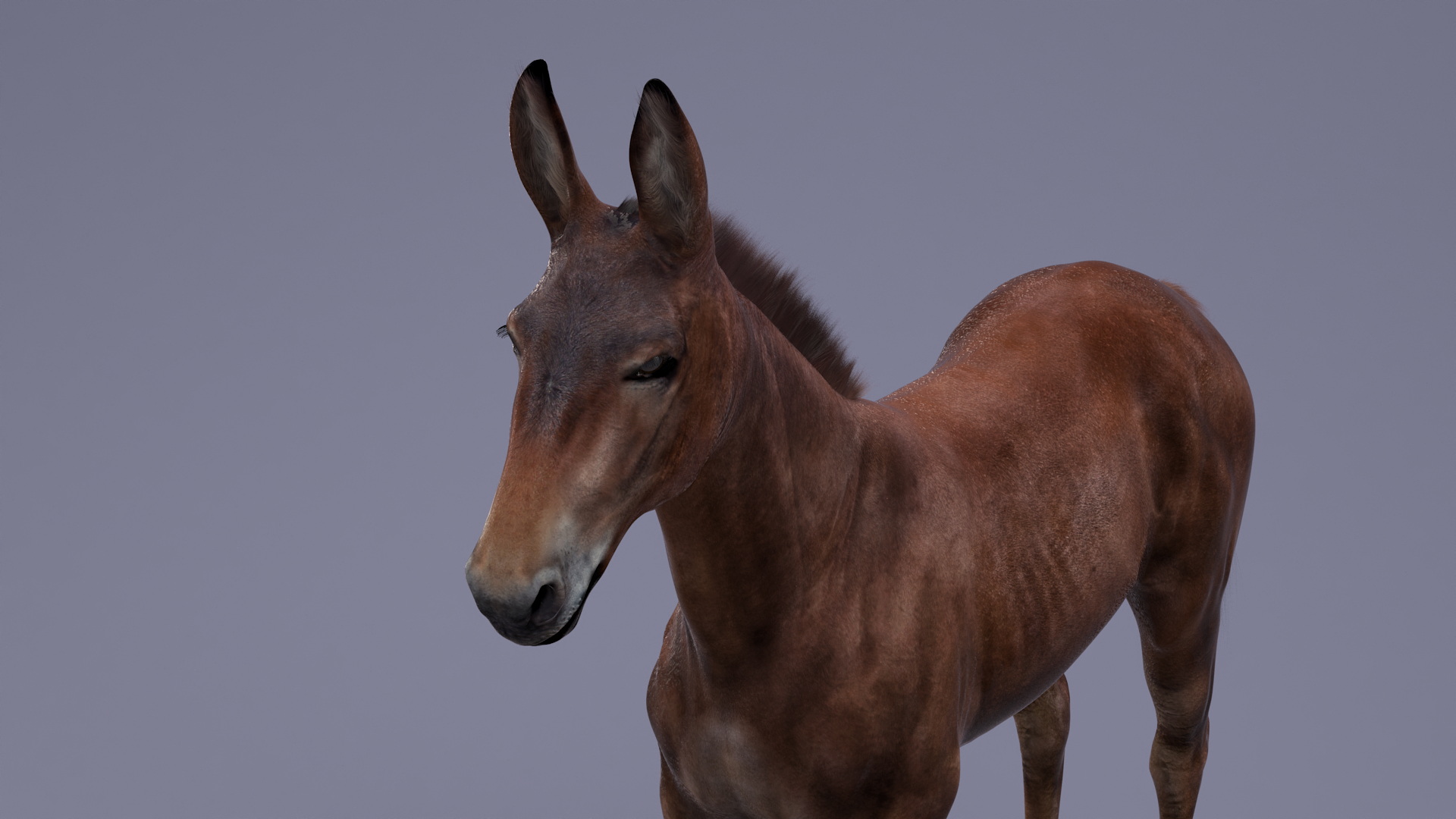 Bay Mule Fur 3D