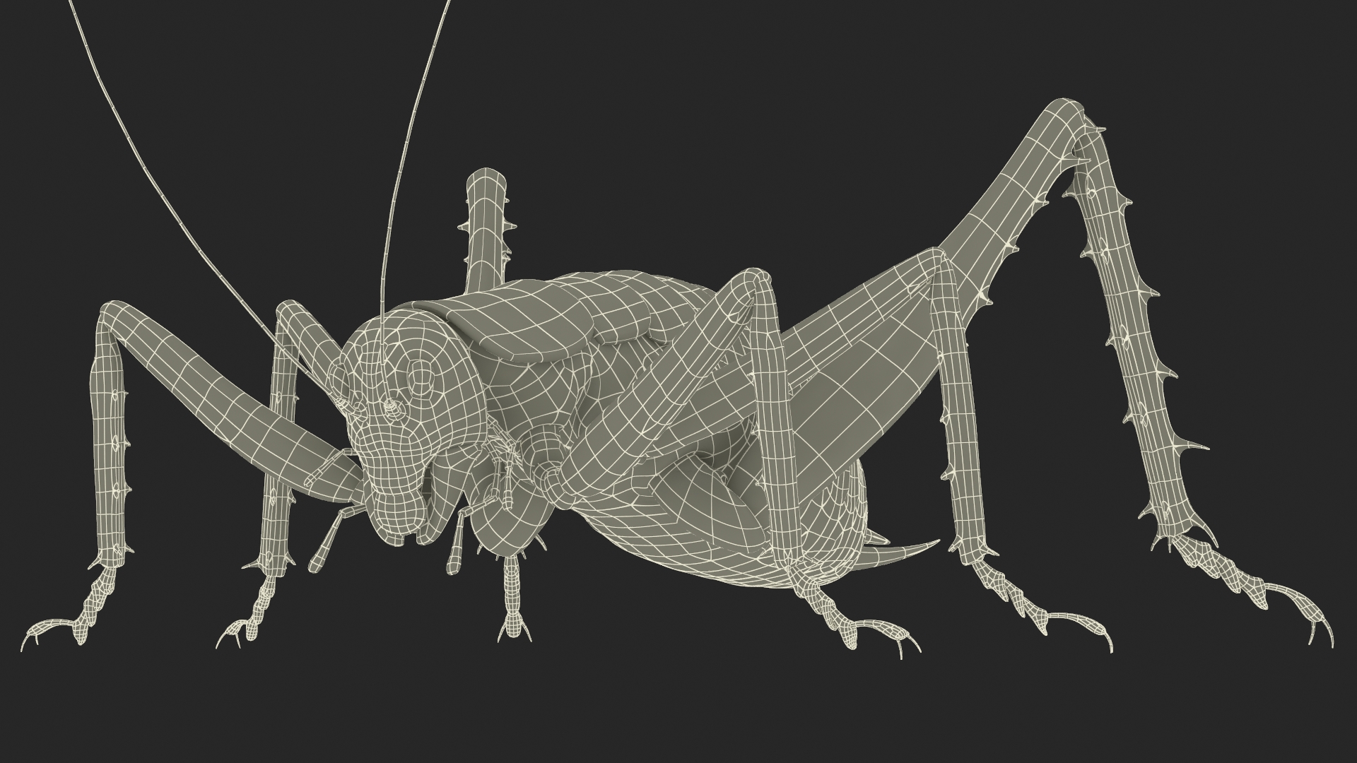 Weta Cricket 3D