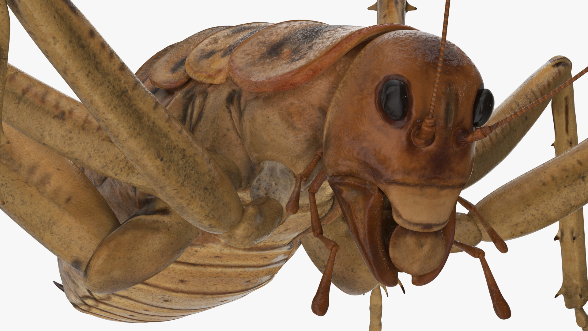 Weta Cricket 3D