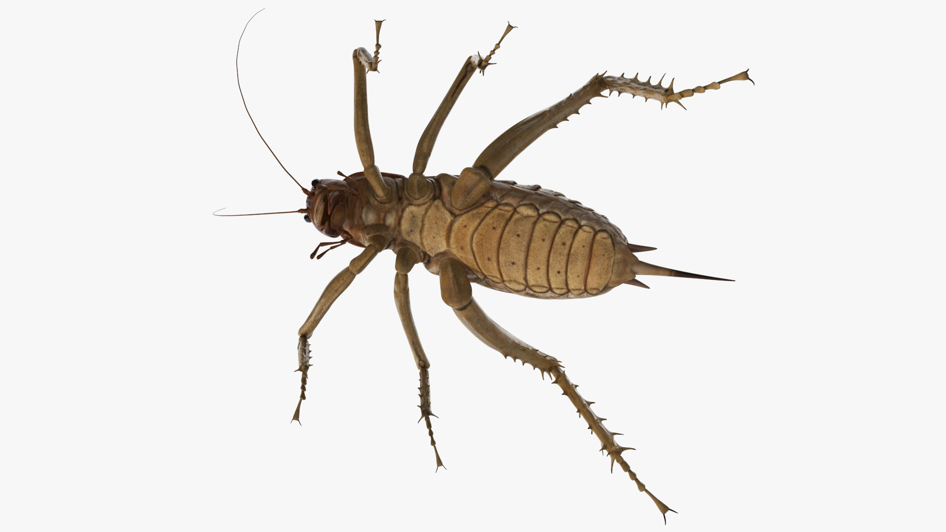 Weta Cricket 3D