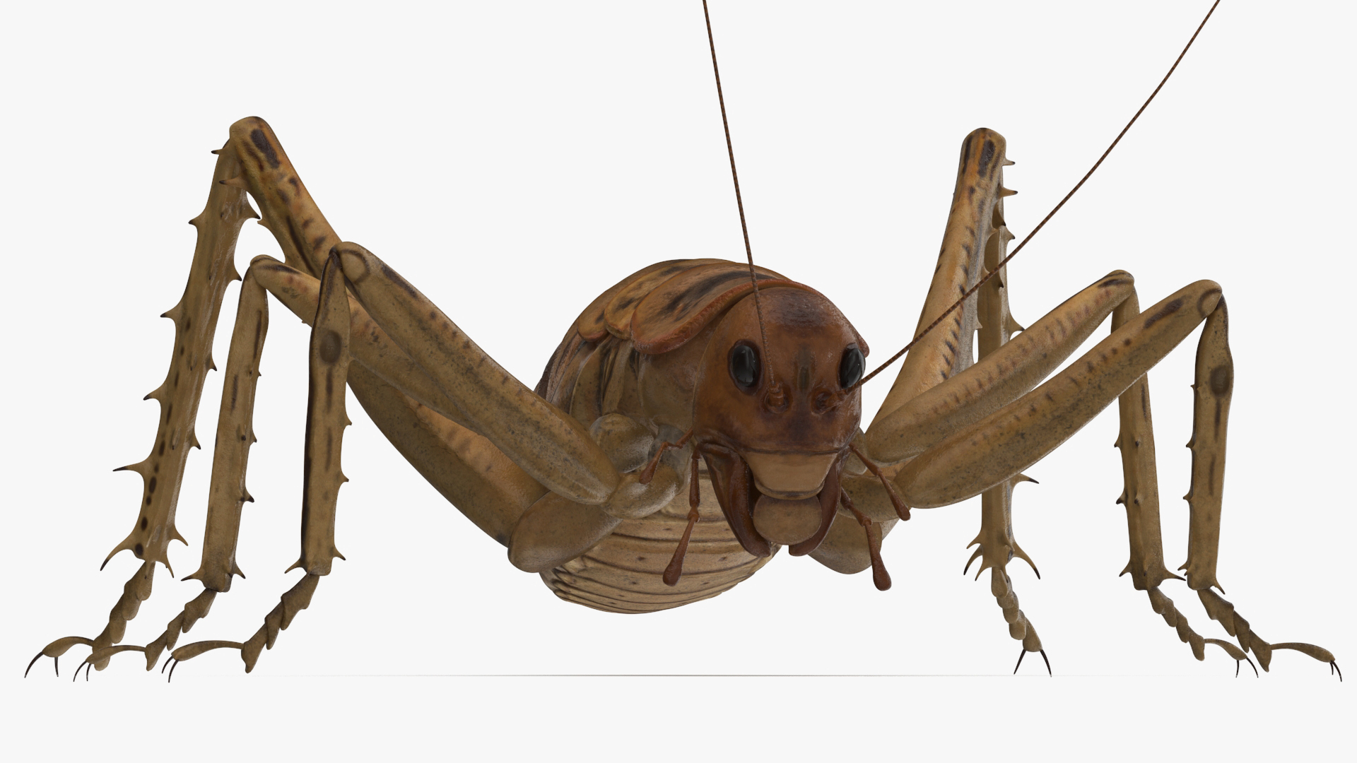Weta Cricket 3D