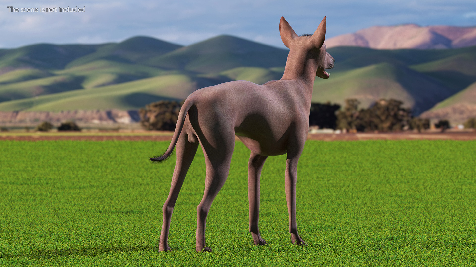 3D Xoloitzcuintle Dog Bronze Fur Rigged