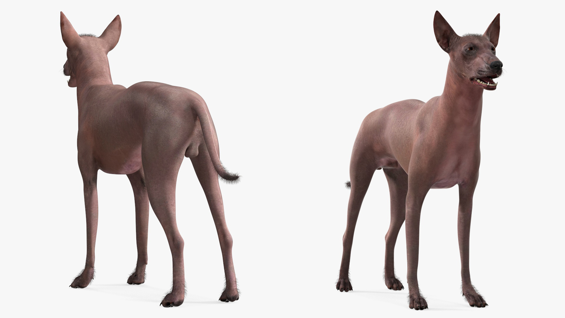 3D Xoloitzcuintle Dog Bronze Fur Rigged
