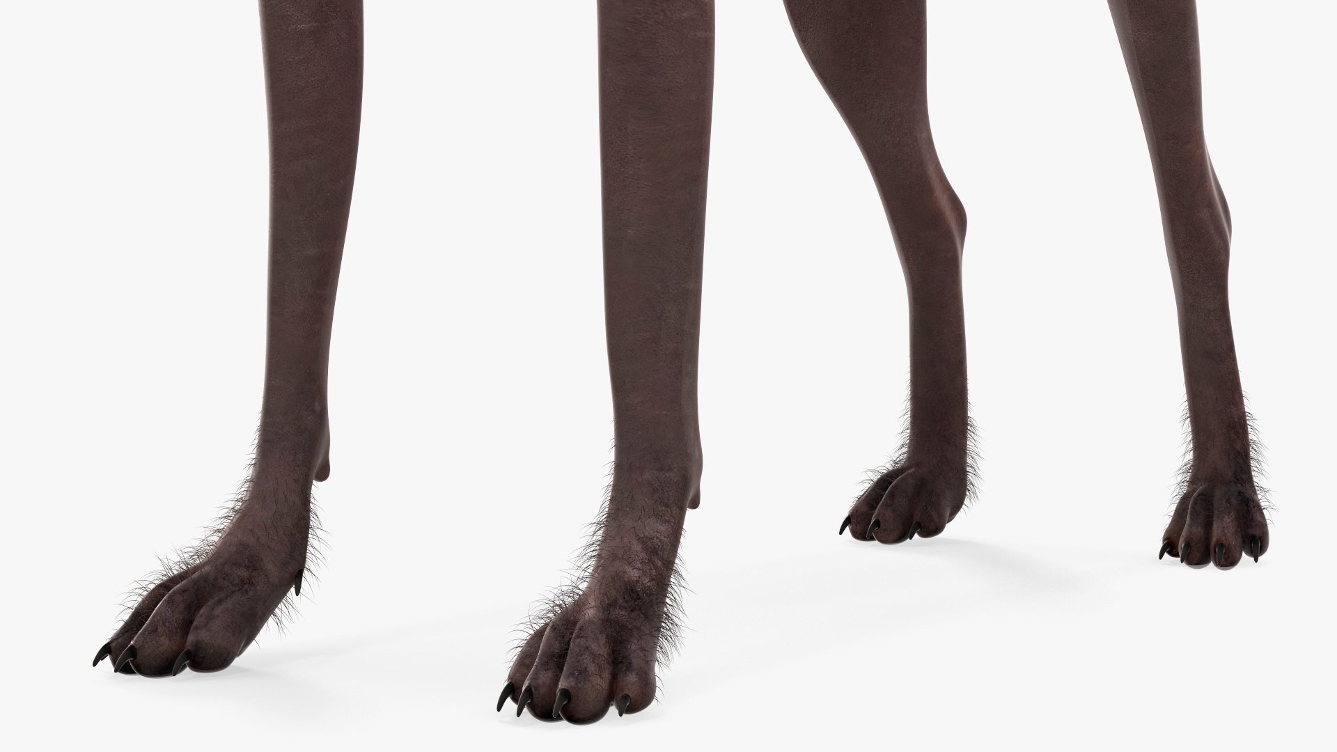 3D Xoloitzcuintle Dog Bronze Fur Rigged