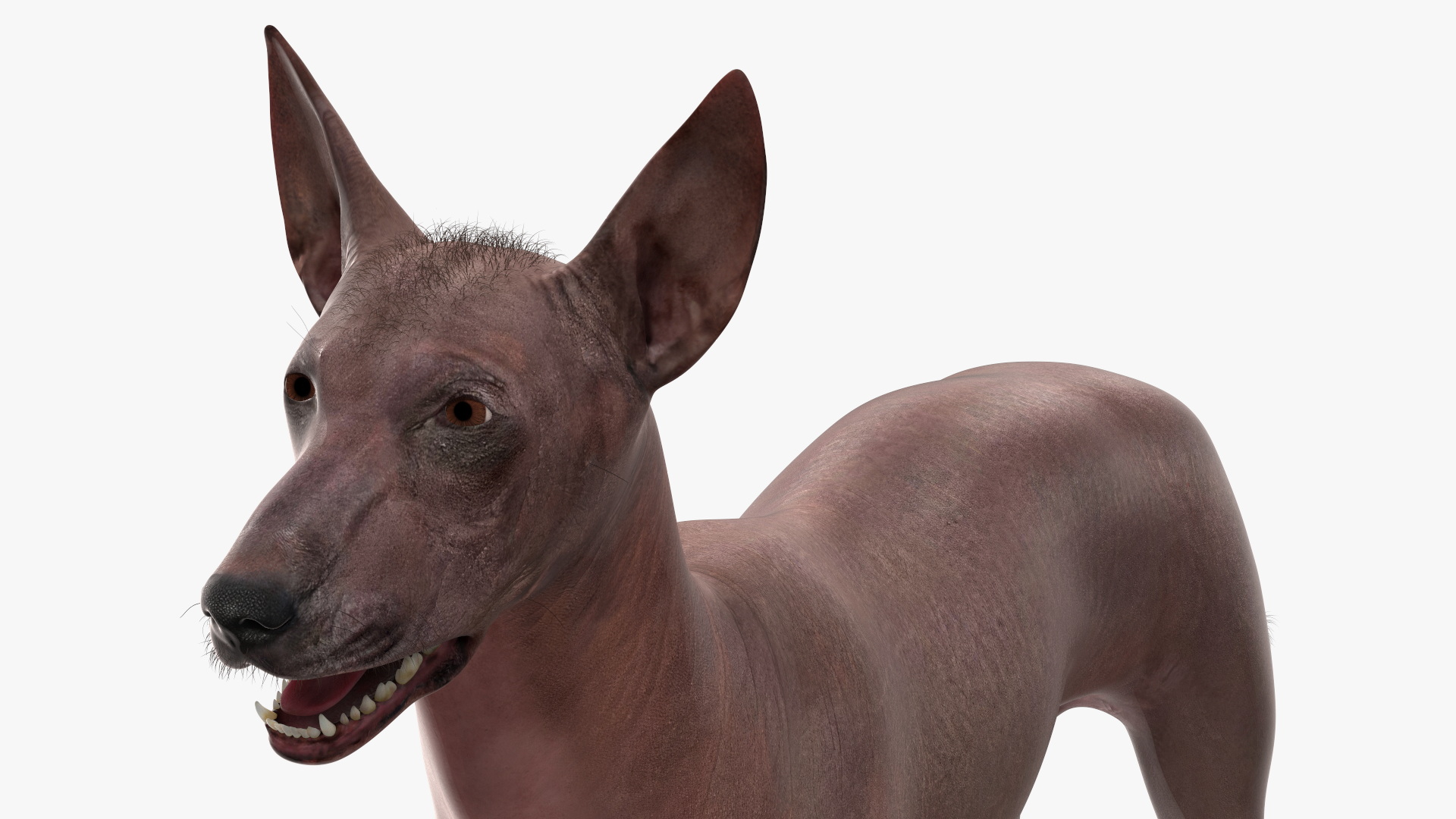 3D Xoloitzcuintle Dog Bronze Fur Rigged