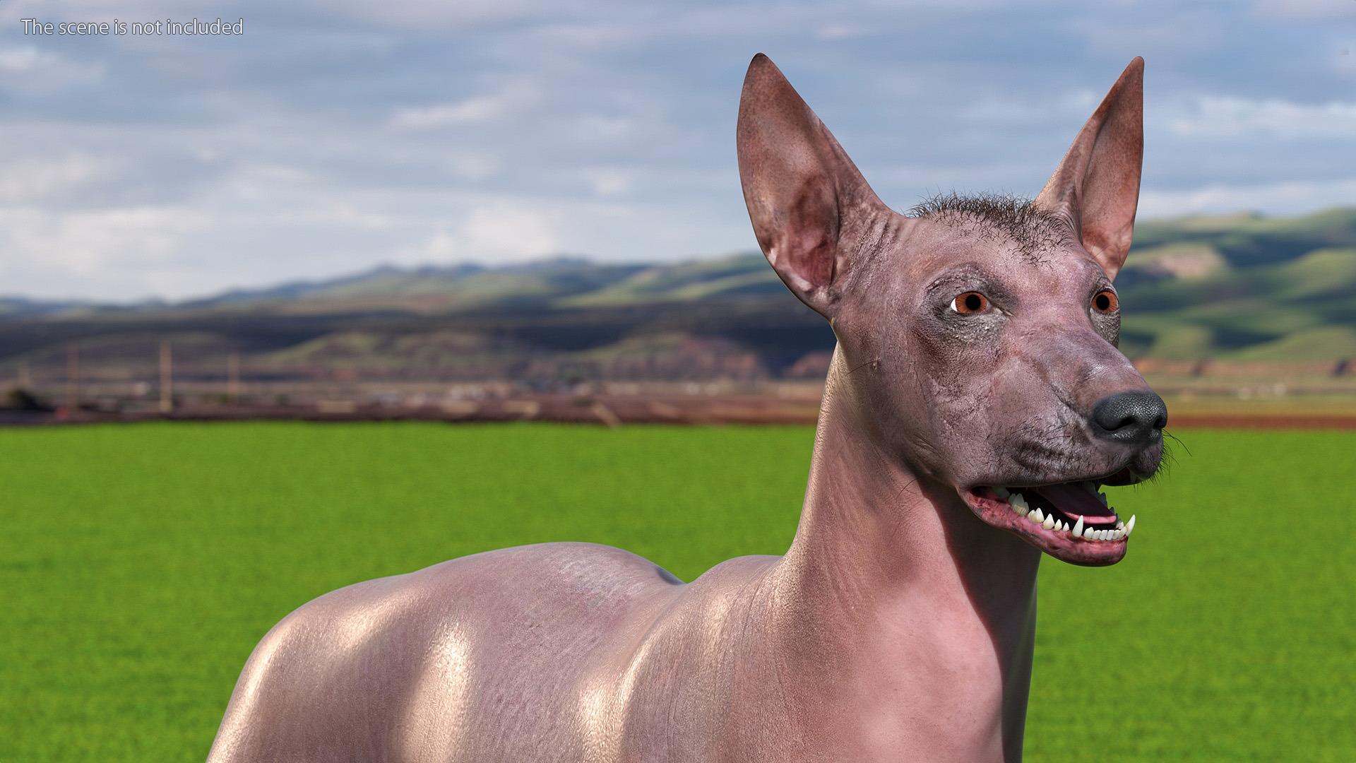3D Xoloitzcuintle Dog Bronze Fur Rigged