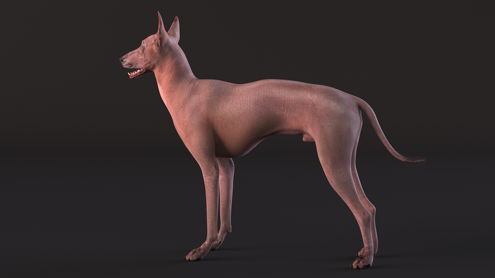 3D Xoloitzcuintle Dog Bronze Fur Rigged