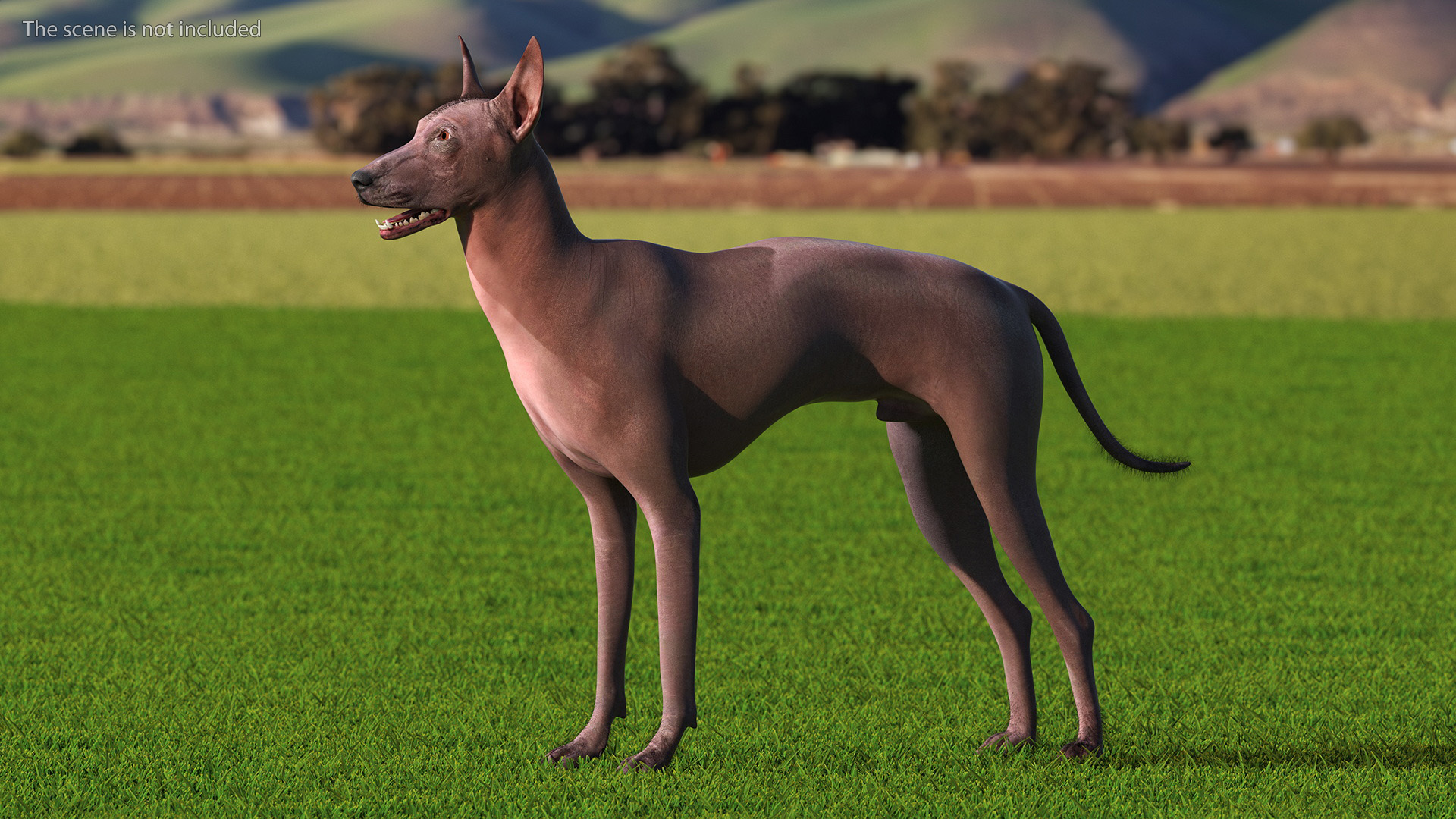 3D Xoloitzcuintle Dog Bronze Fur Rigged