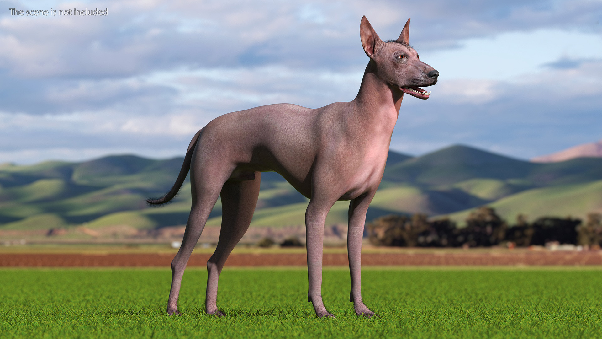 3D Xoloitzcuintle Dog Bronze Fur Rigged