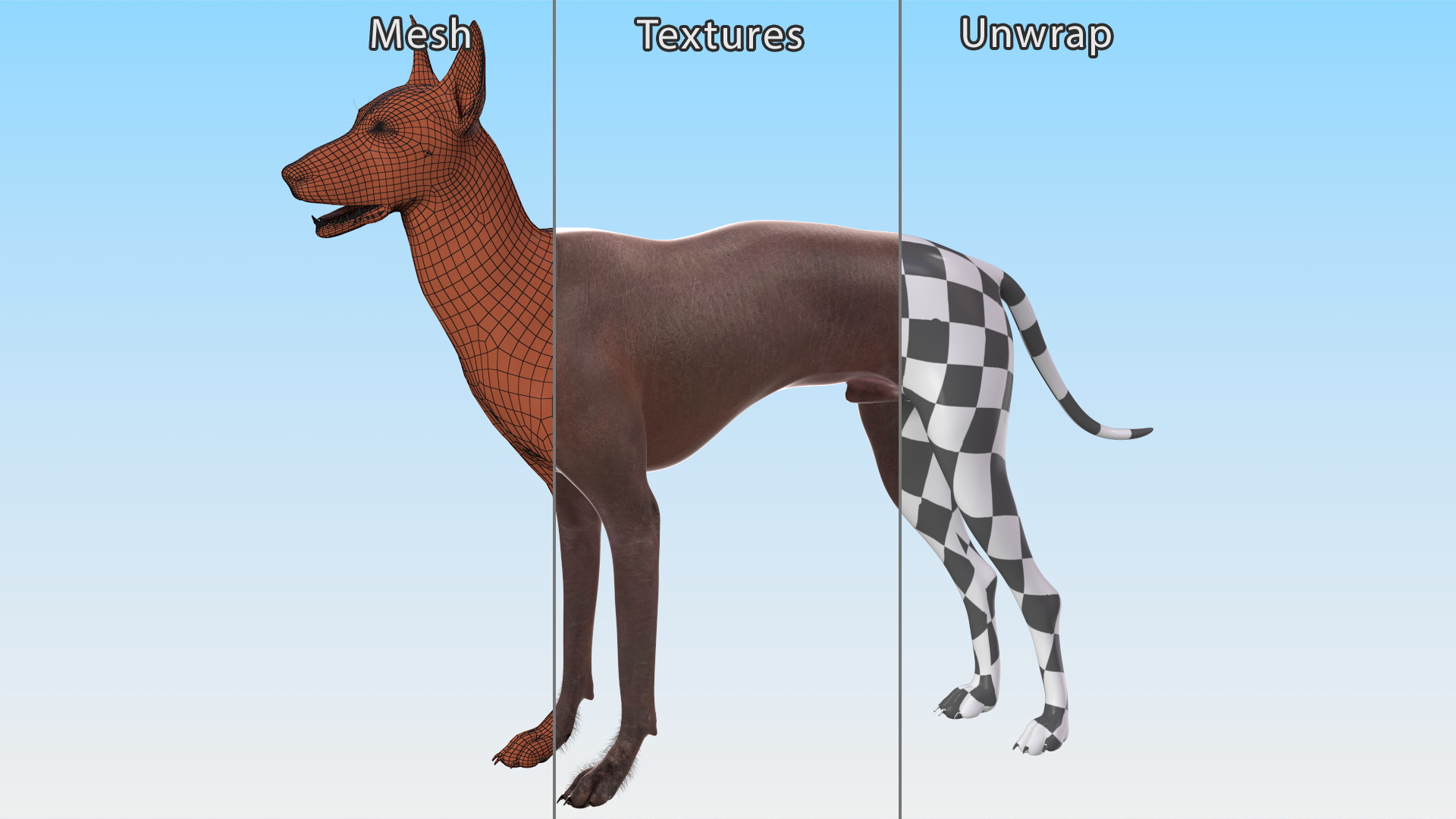 3D Xoloitzcuintle Dog Bronze Fur Rigged