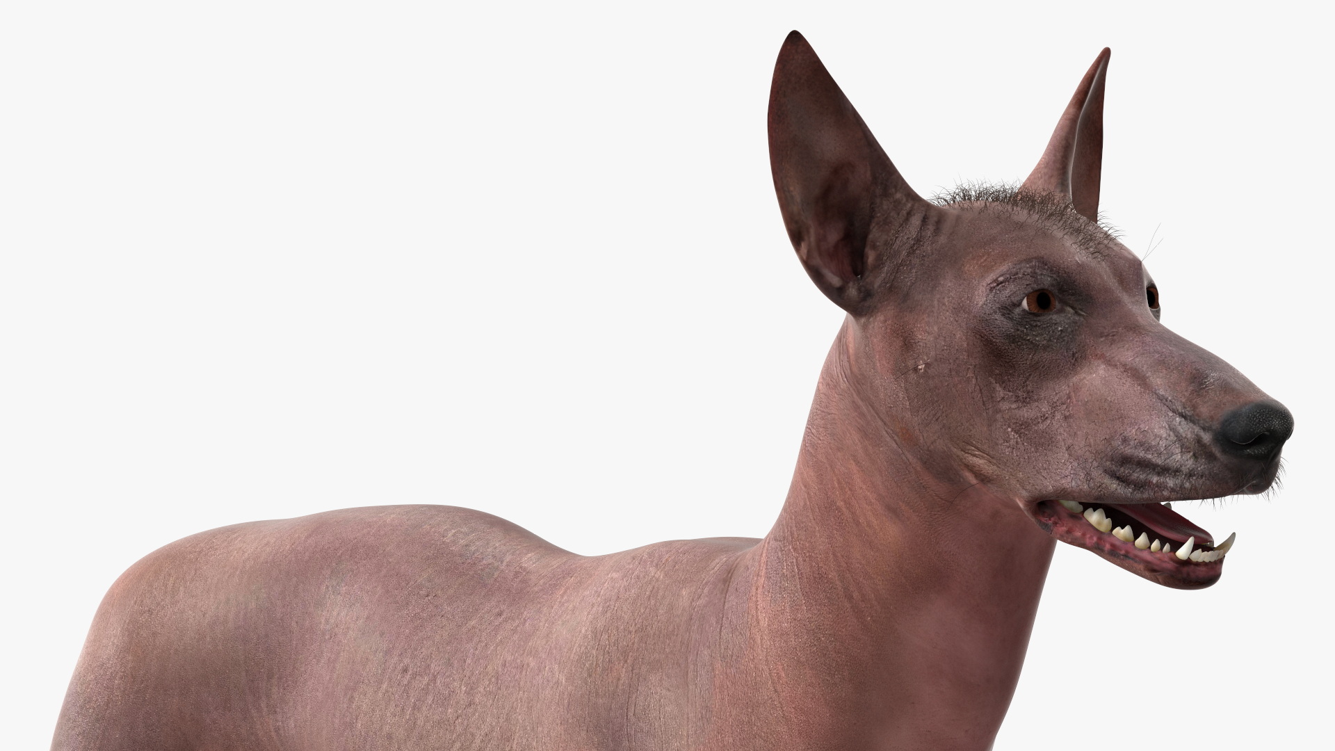 3D Xoloitzcuintle Dog Bronze Fur Rigged