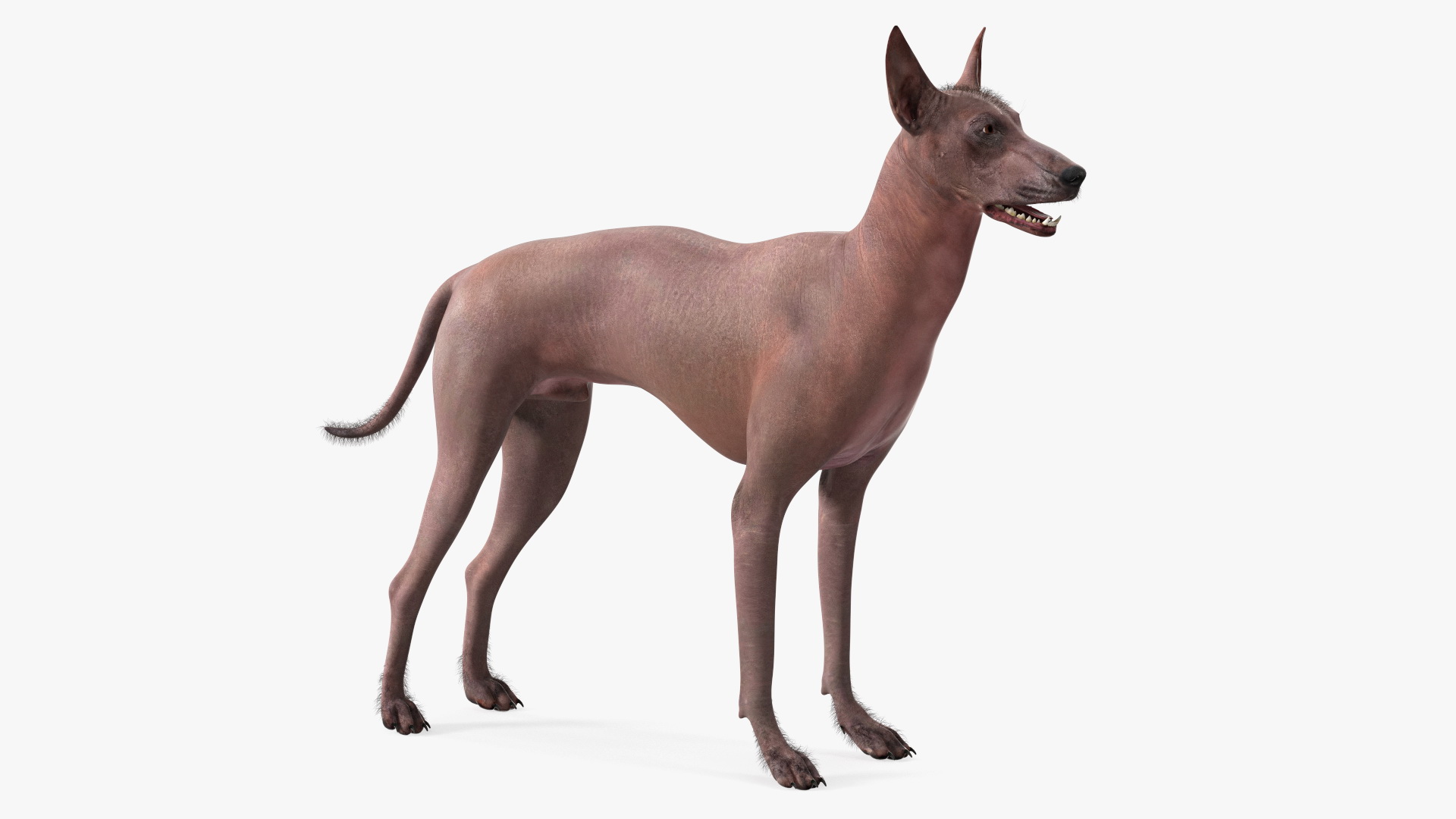 3D Xoloitzcuintle Dog Bronze Fur Rigged
